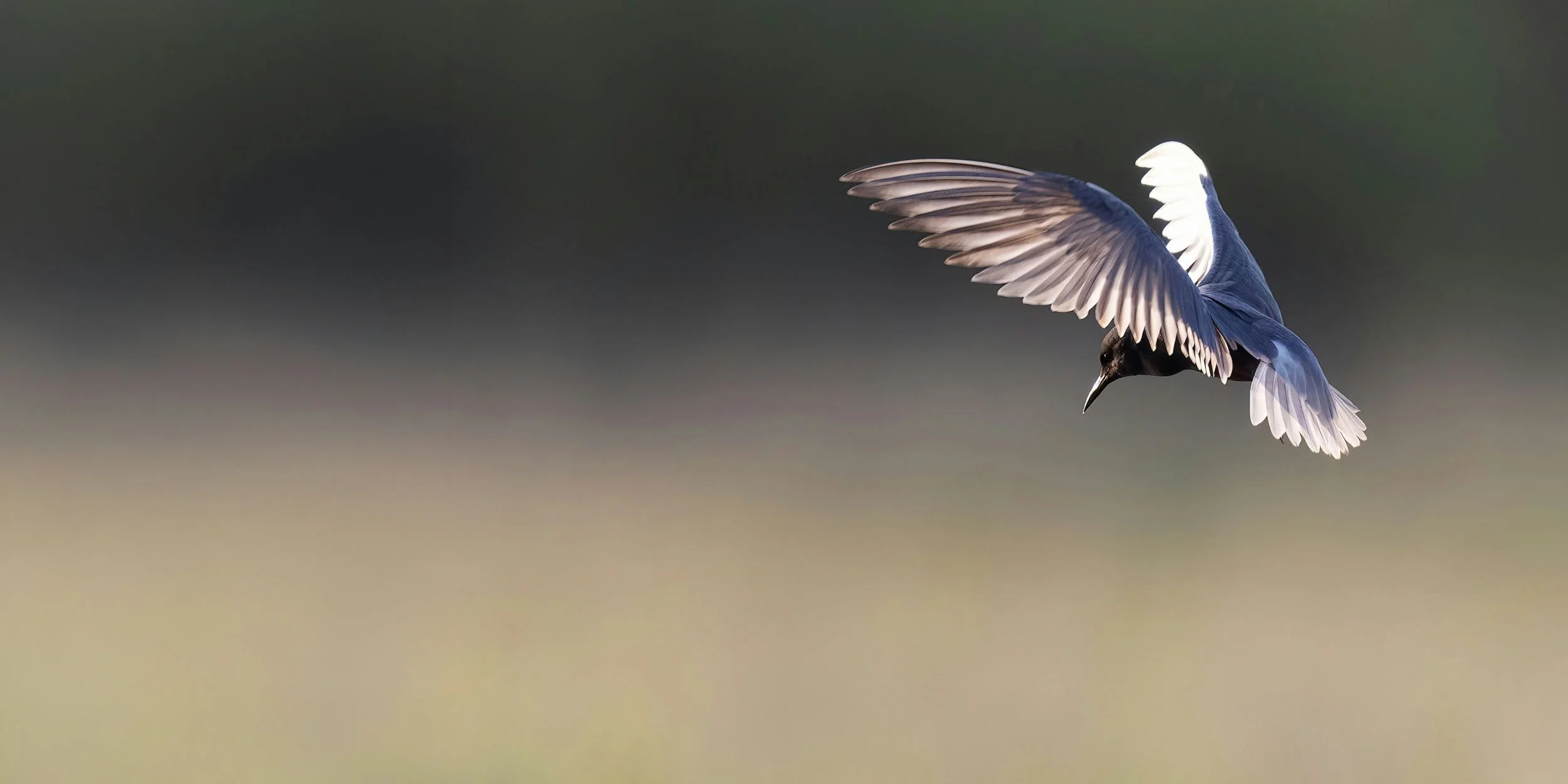 A bird in flight with white and dark wings, a black head, and a sharp beak, against a blurred gradient background.