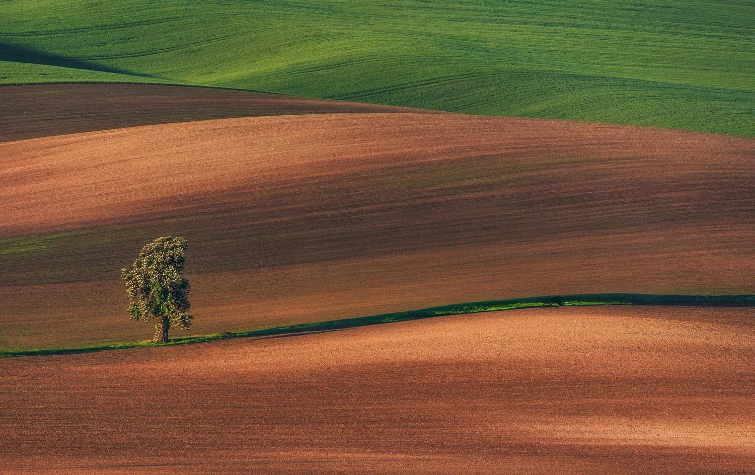 Aerial view of rolling farmland with patches of green and brown fields, and a lone tree on a narrow strip of grass.