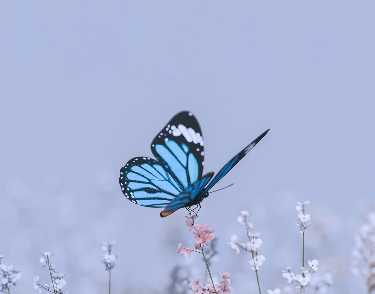 A blue butterfly perched on a pink flower with small white flowers in the background.