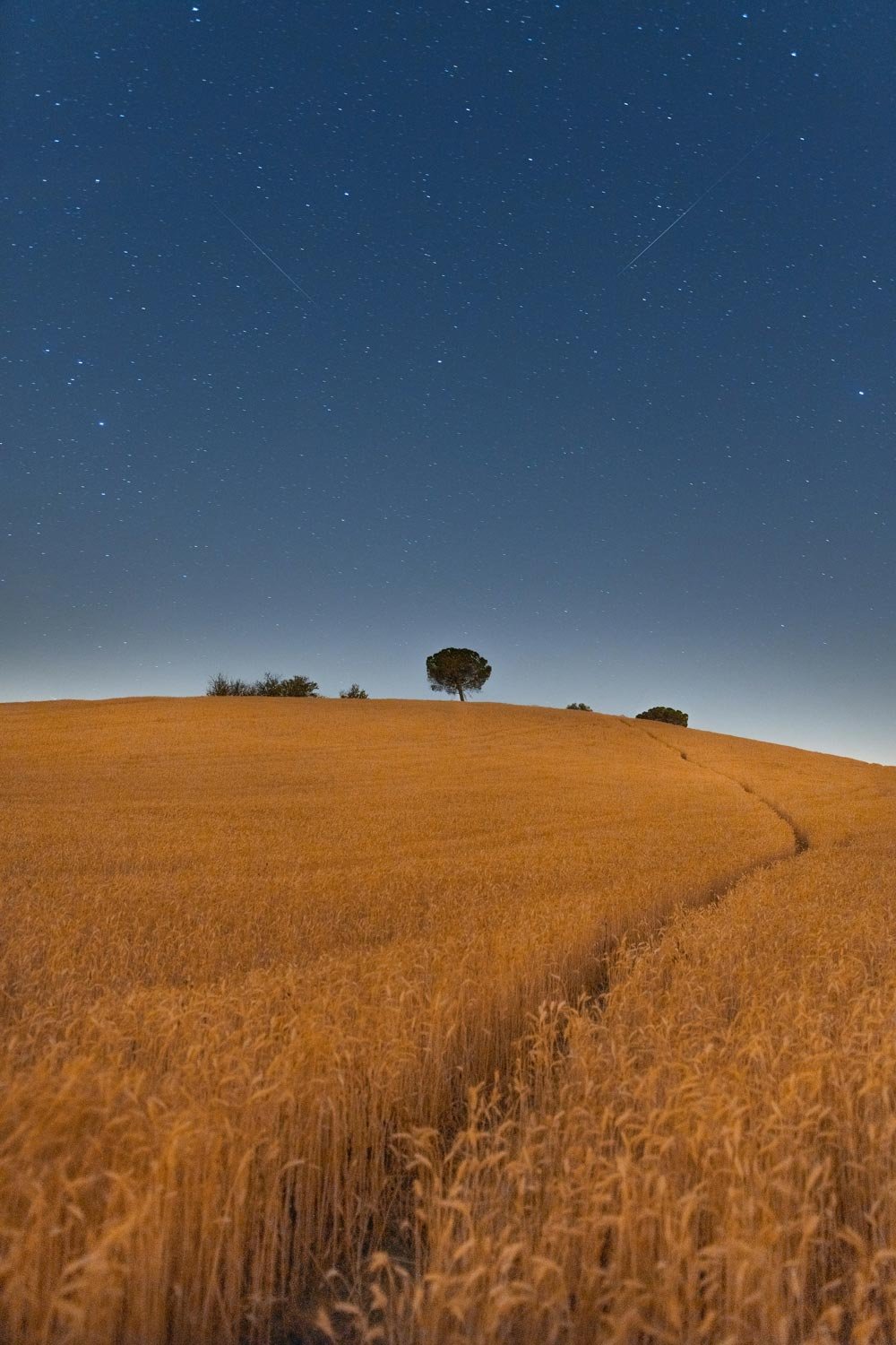 Nighttime landscape of a wheat field with a few trees on a hill under a starry sky with visible shooting stars.