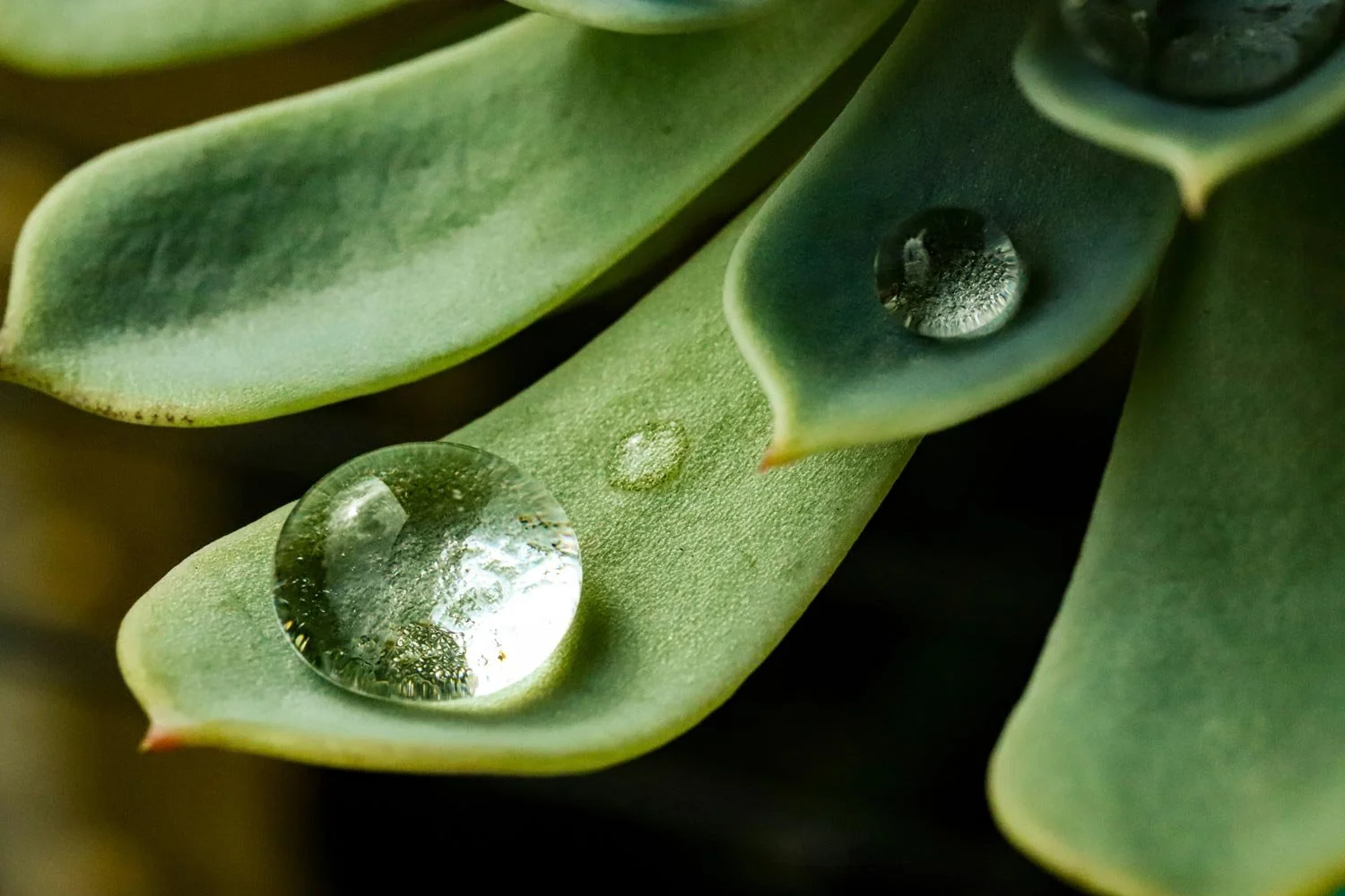 Close-up of green succulent plant leaves with water droplets