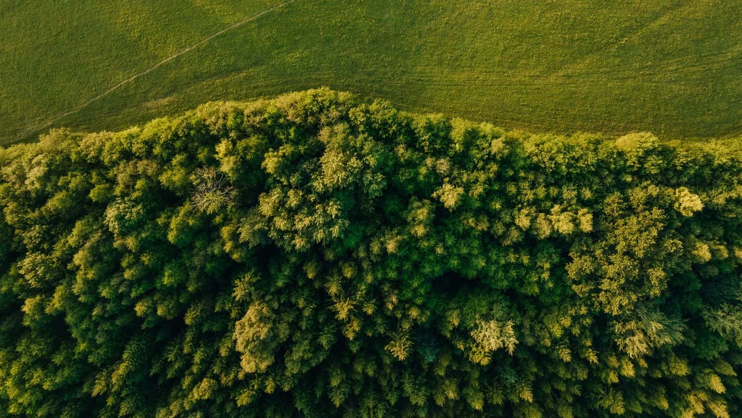 An aerial view of a dense forest with trees and a grassy field nearby.