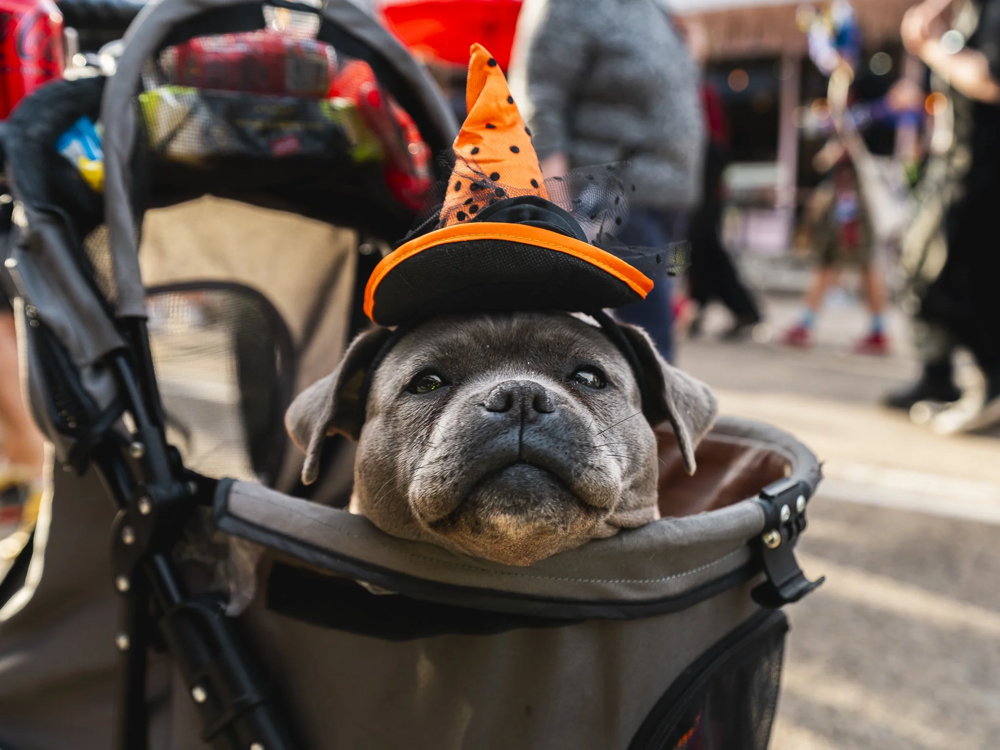 A dog wearing a witch's hat sitting in a pet stroller at a crowded outdoor event.