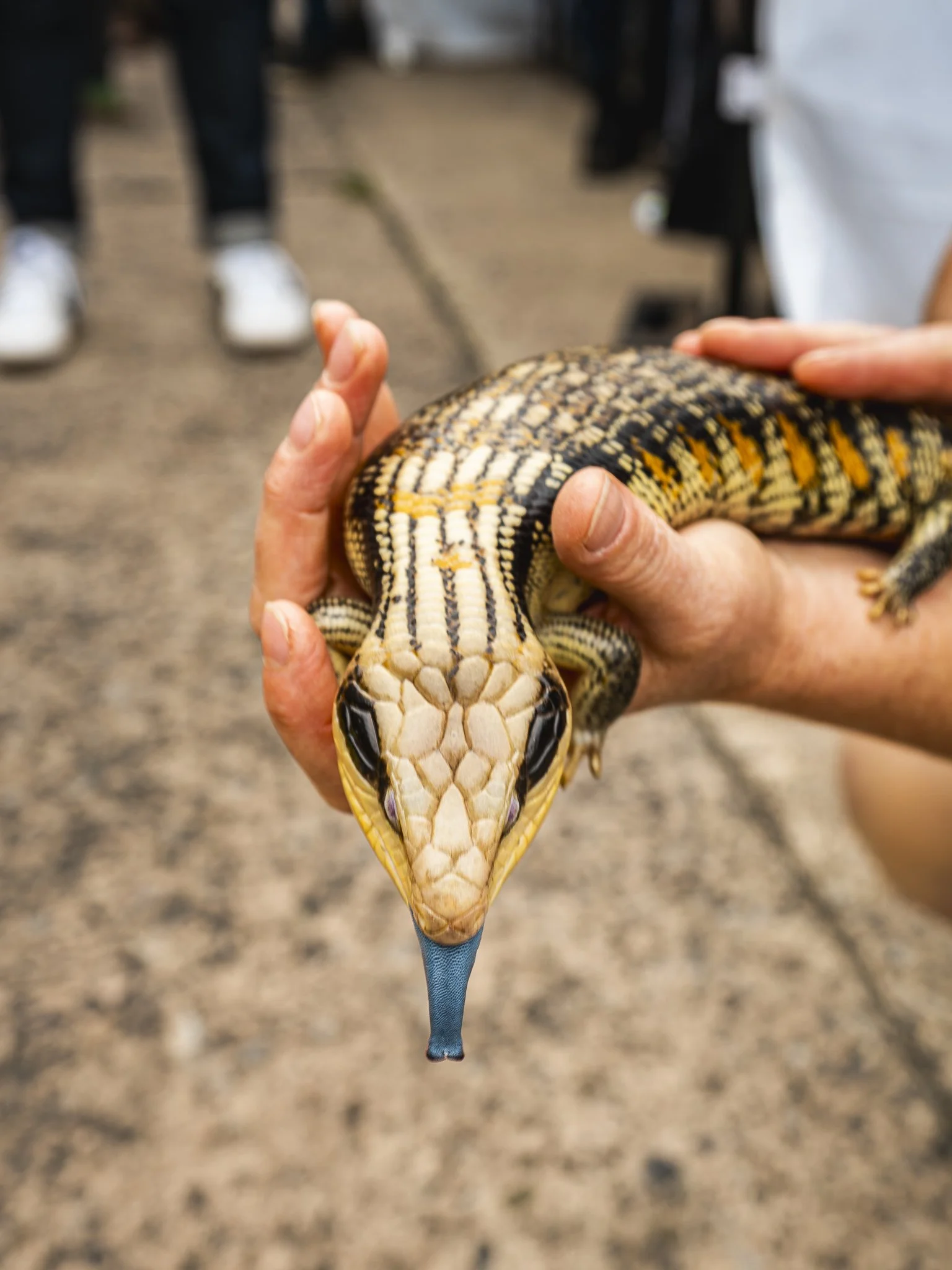 Person holding a colorful monitor lizard with a blue tongue, mud ground background, people in the blurry background.