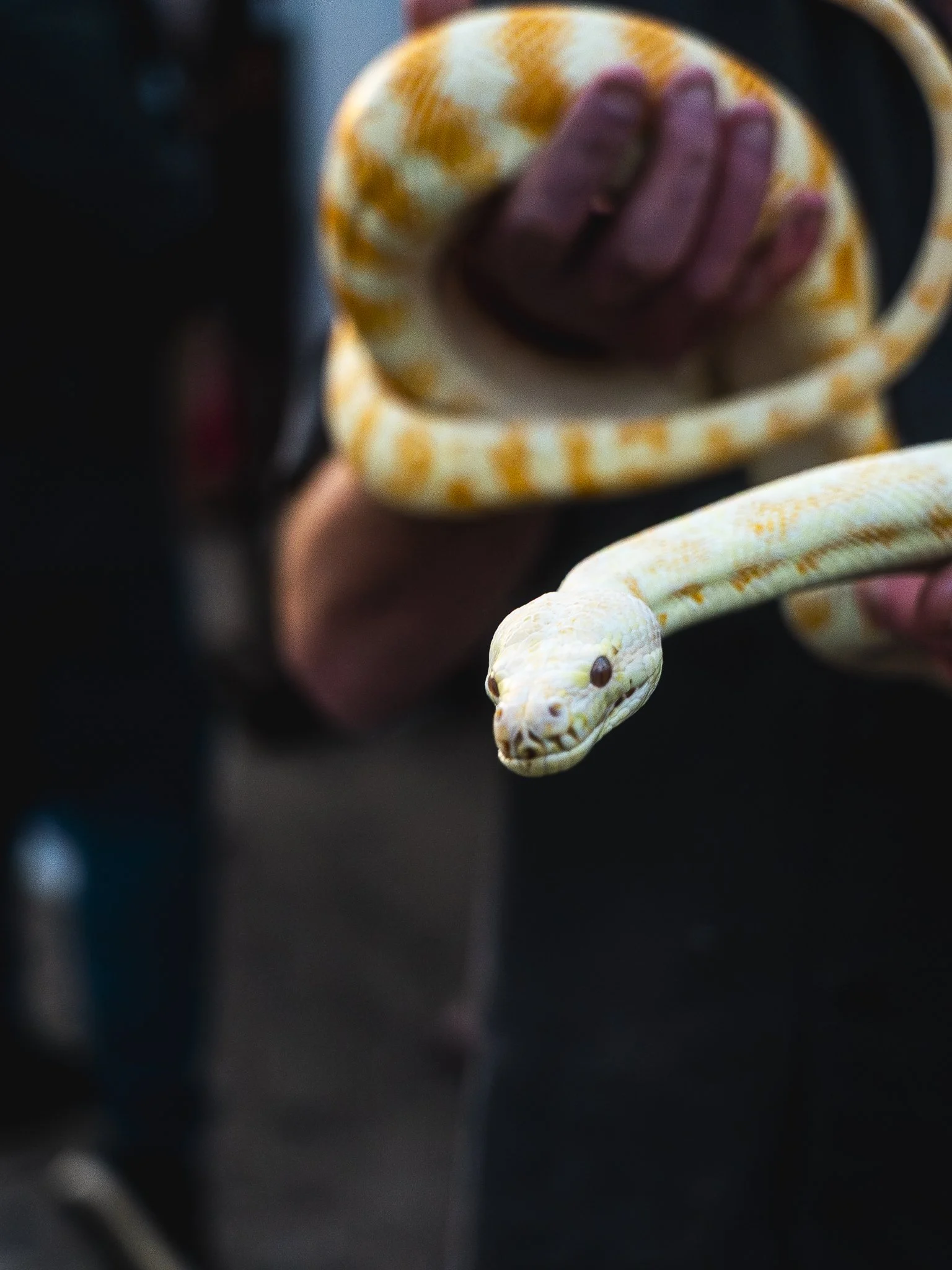 A person holding a white ball python with yellow markings in their hand, with only part of their arm visible.