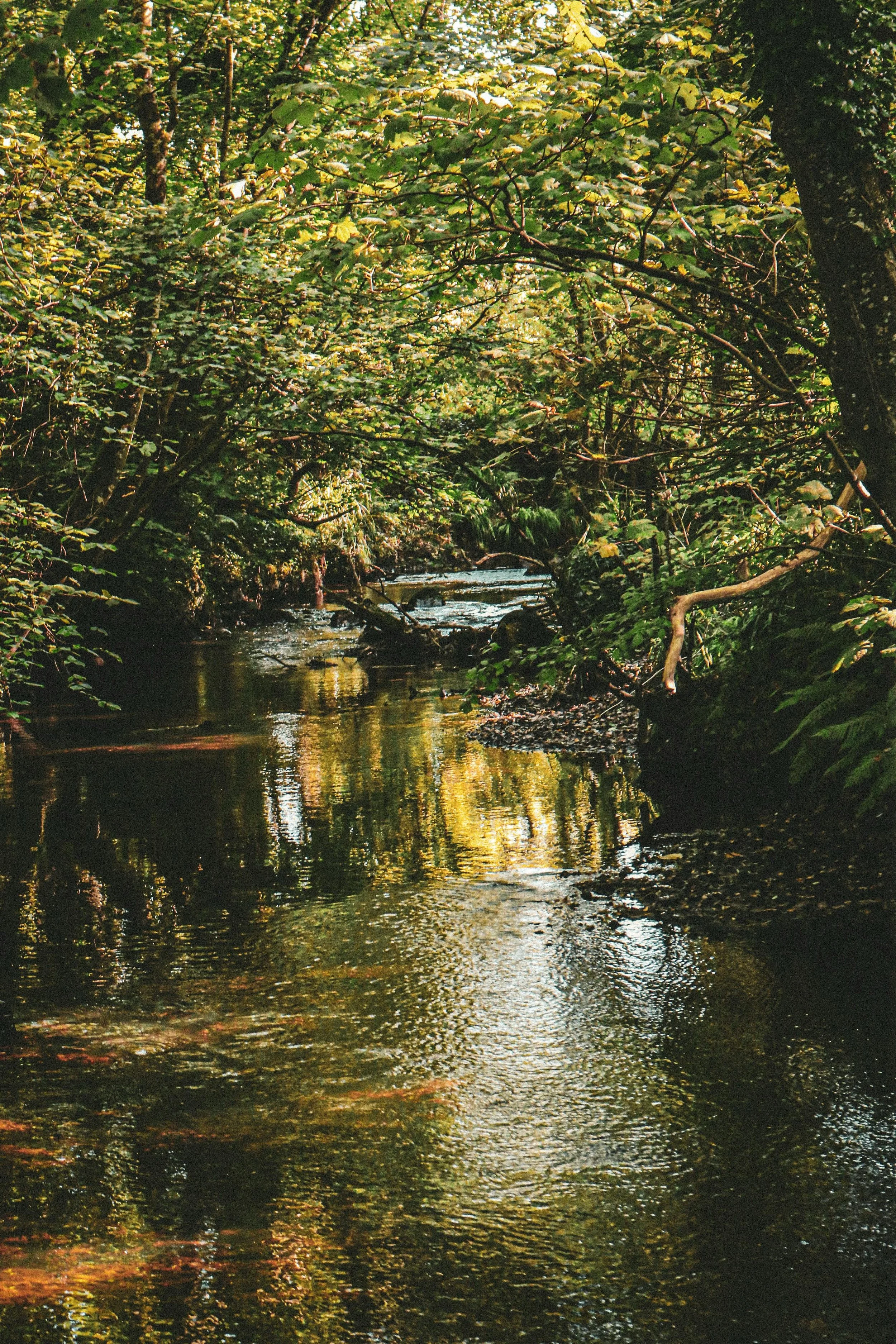 Éiceo Launches Pilot Nature Credit Programme