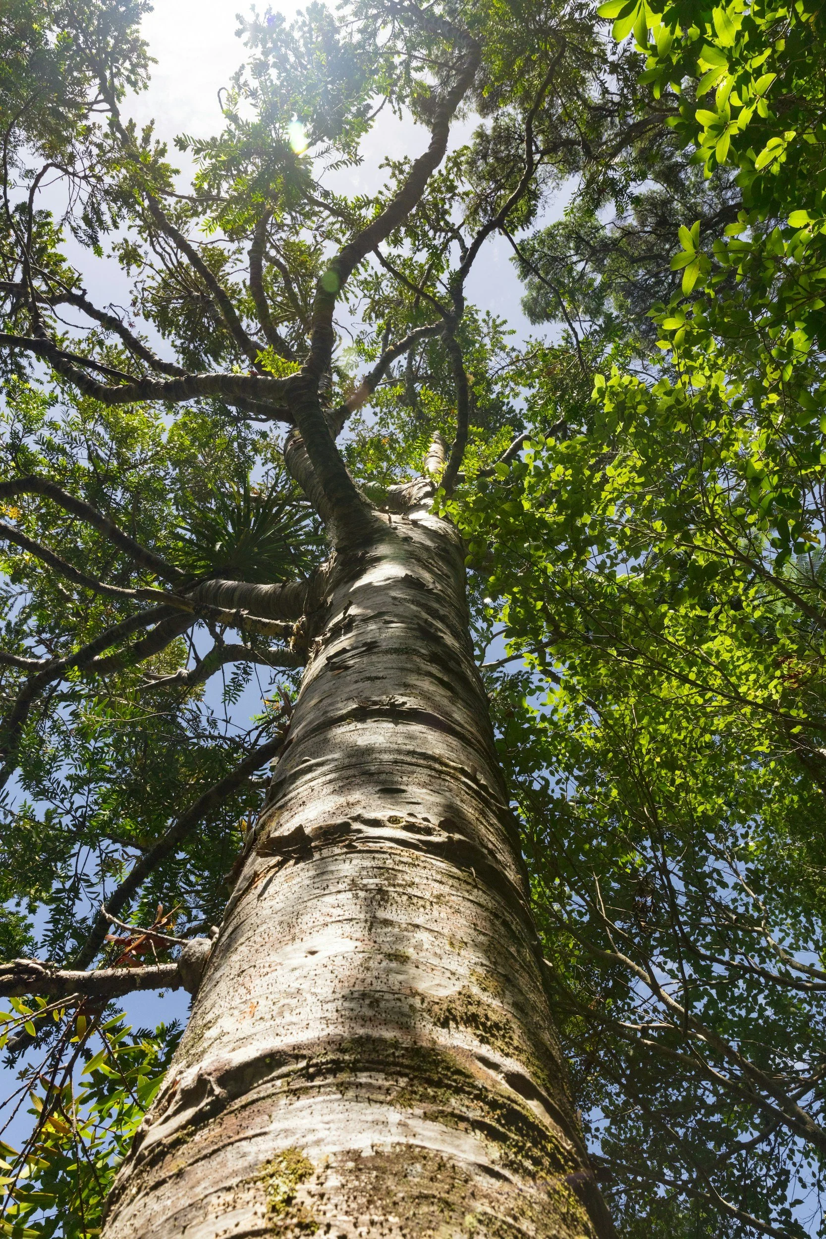 Looking up at the trunk of a tall tree with green leaves, sunlight filtering through, and a blue sky in the background.