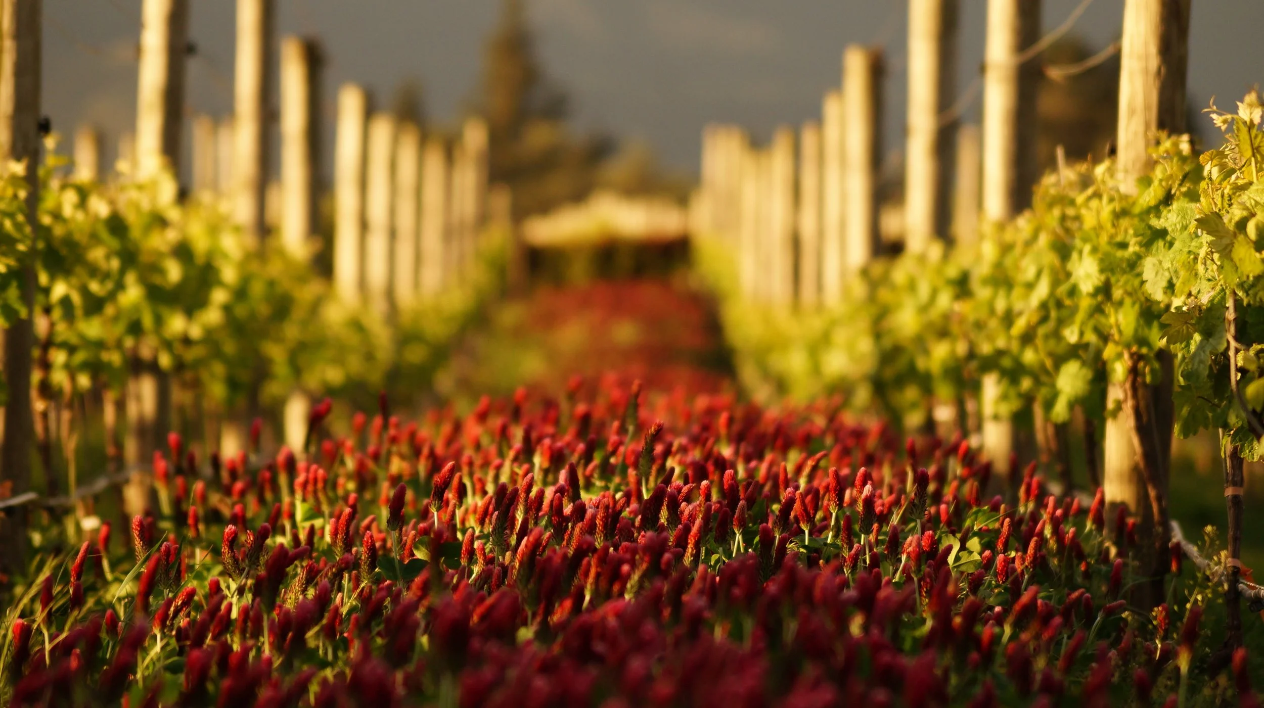 research: Climate Change is Reshaping Wine. Diversification Could Be the Industry's Greatest Opportunity.