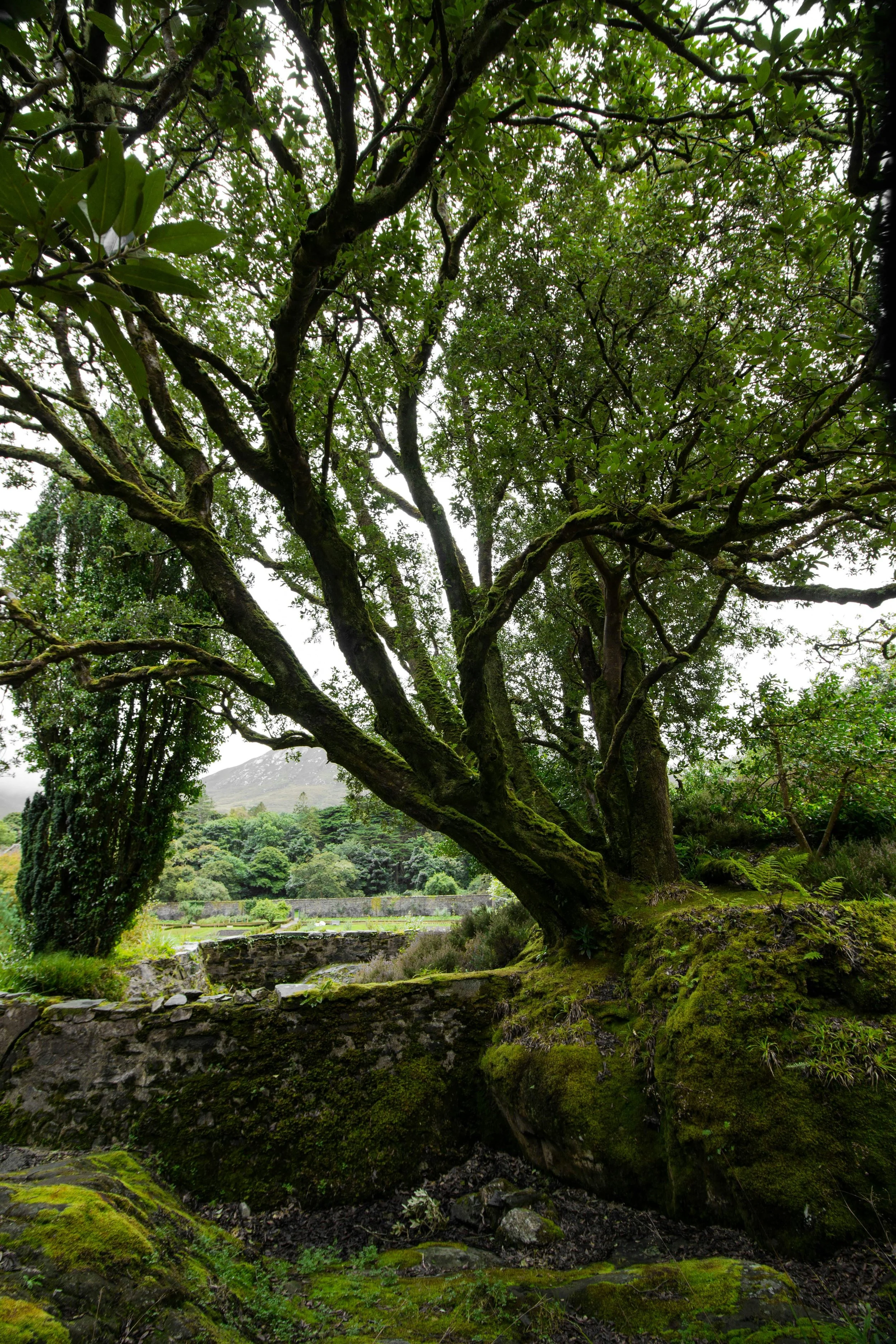 A large moss-covered tree with twisting branches and green leaves, situated near a small stone bridge over a stream in a lush, green landscape.