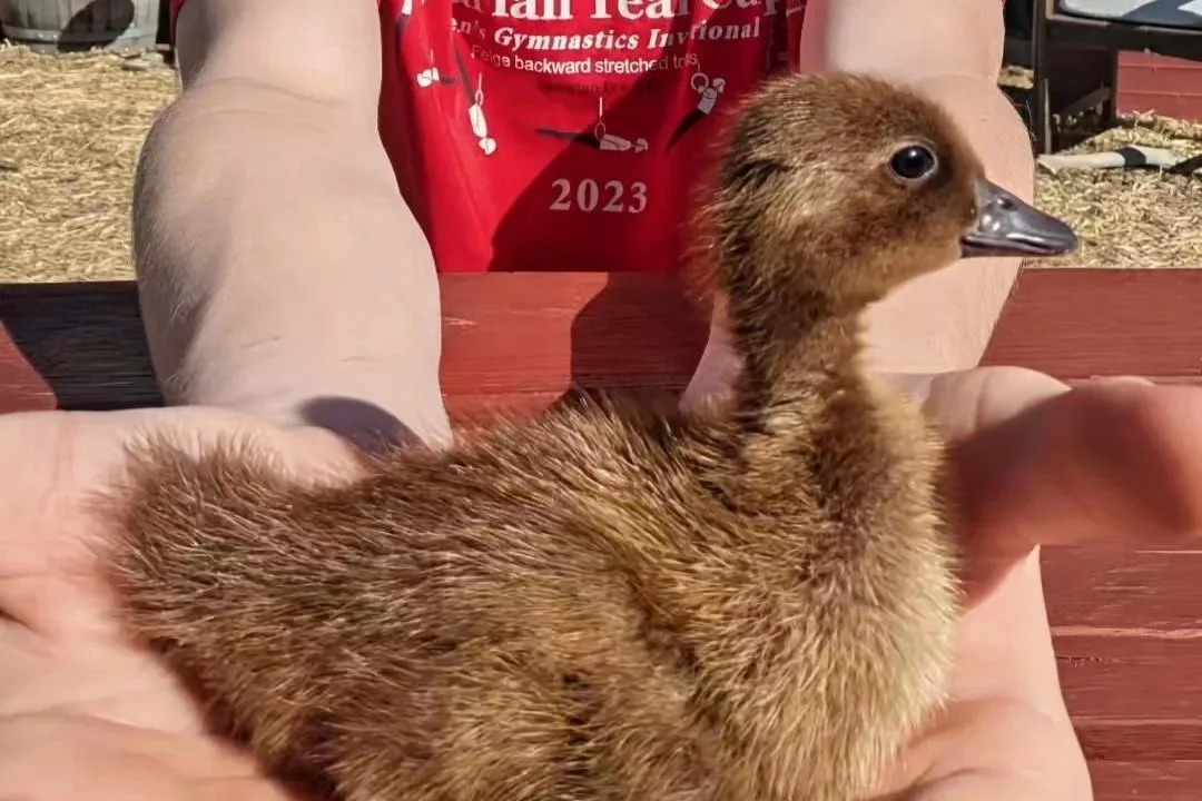 A brown duckling being held in a childs hands