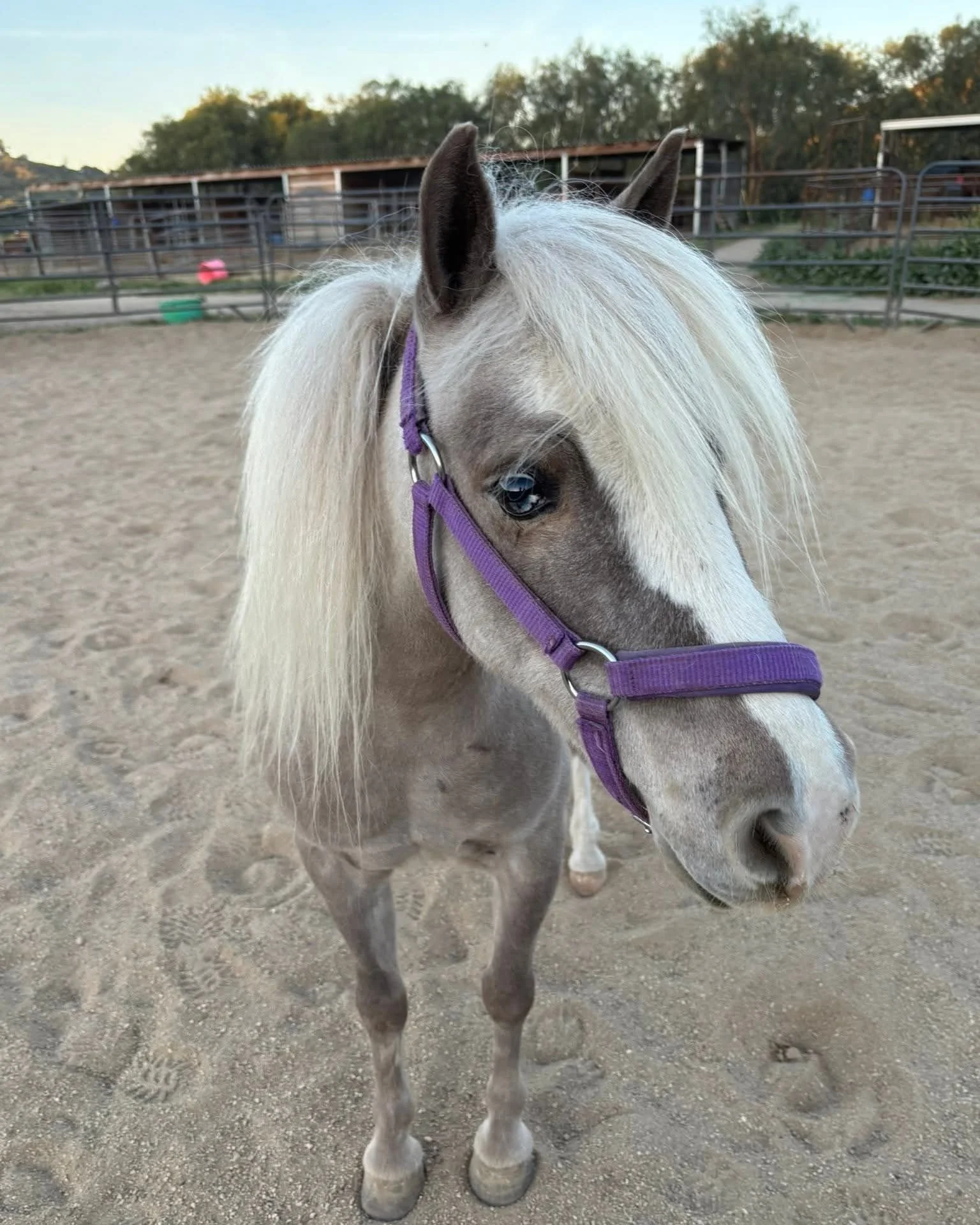 a grey and white horse in a corral