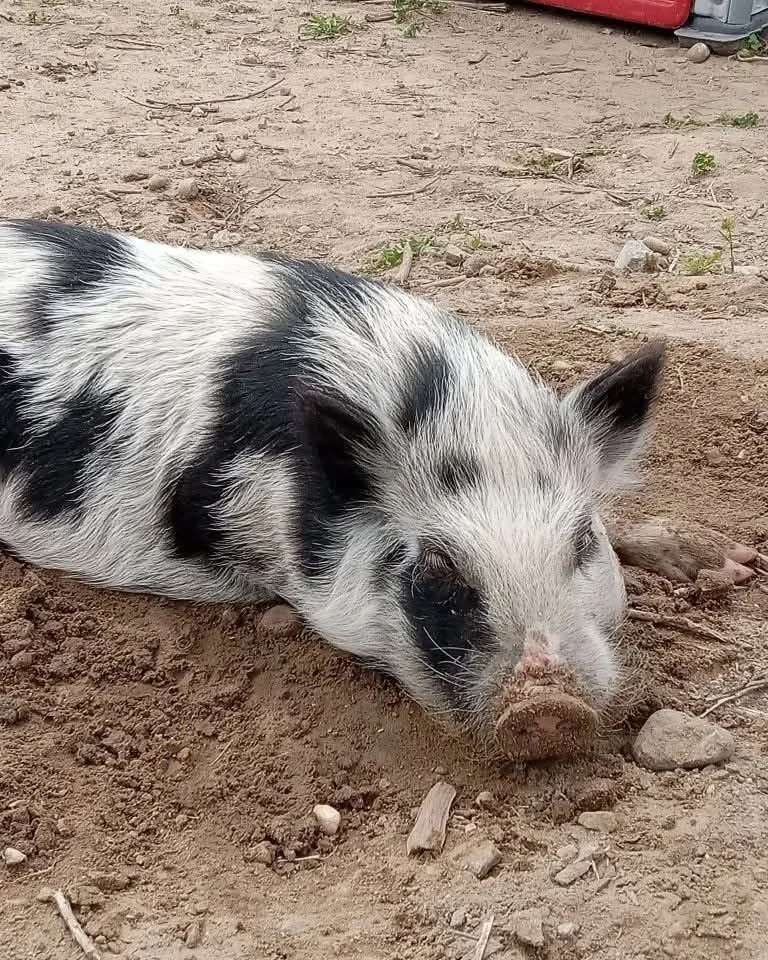 black and white pig laying in dirt