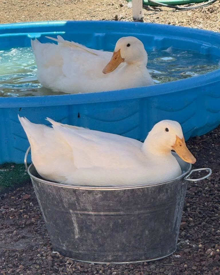 White ducks bathing in an aluminum bucket and blue kiddie pool