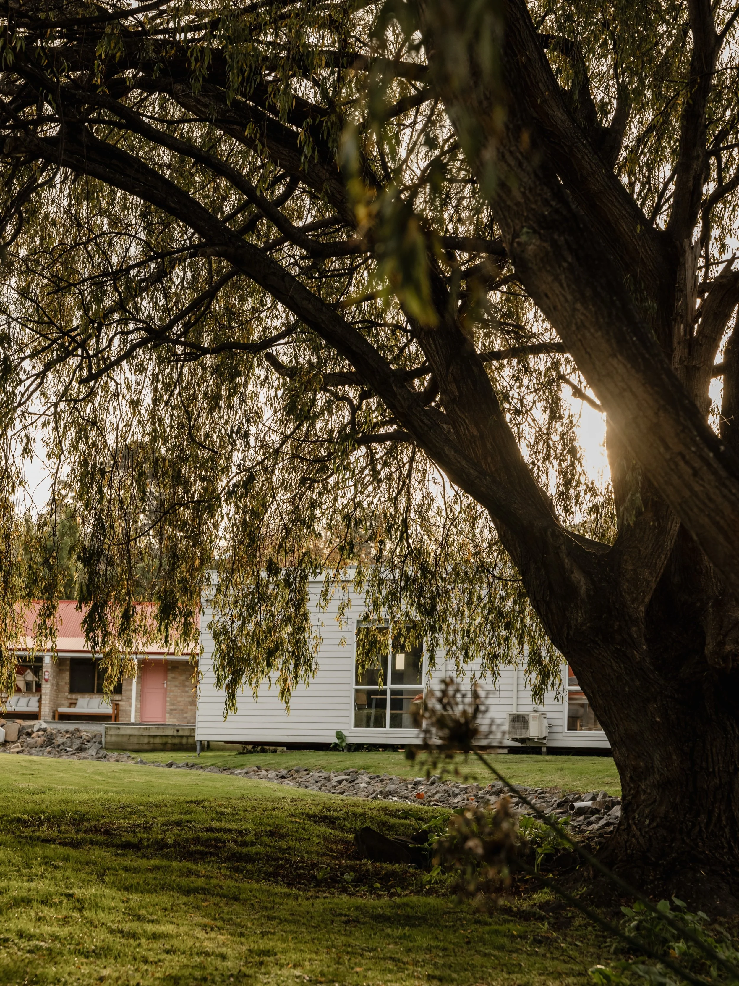 Beneath the willows 🍃