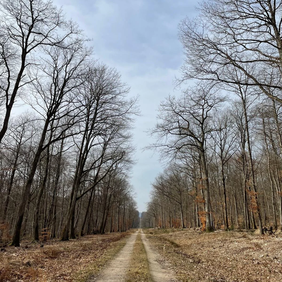Chemin poussiéreux traversant une forêt dépouillée, arbres sans feuilles, ciel nuageux