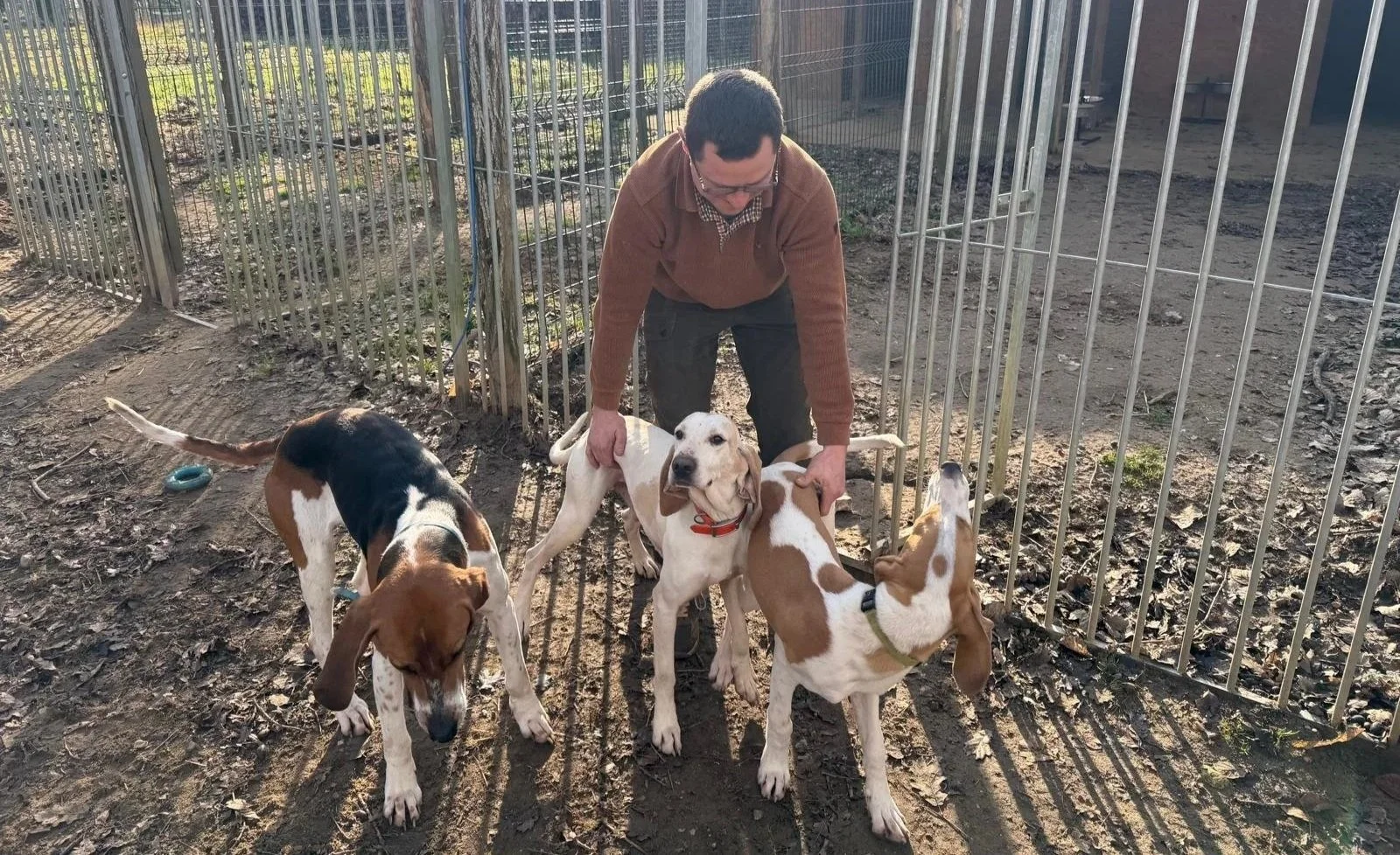 Un homme dans une zone clôturée avec quatre chiens hound. Le sol est couvert de feuilles mortes.