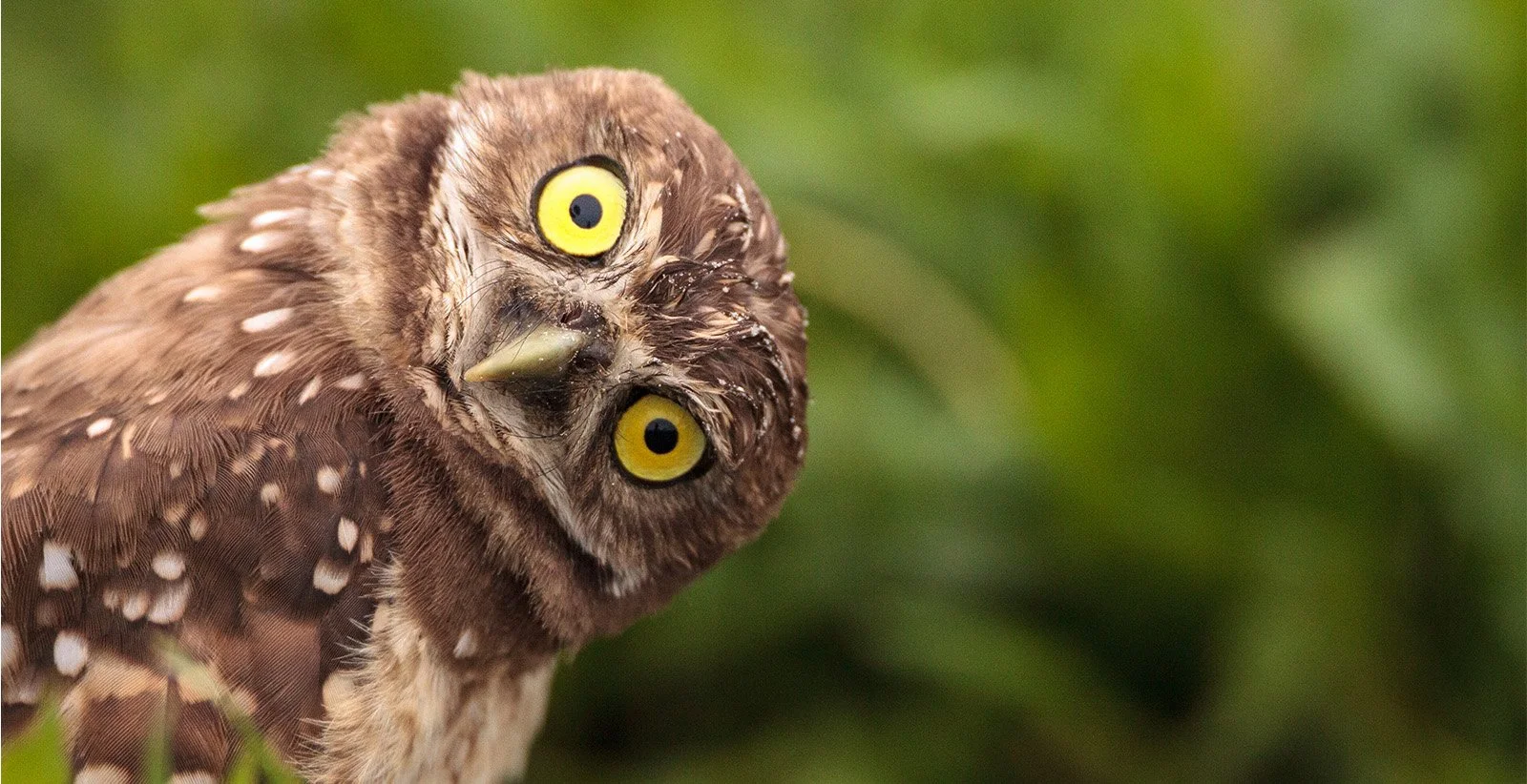 Curious about book covers