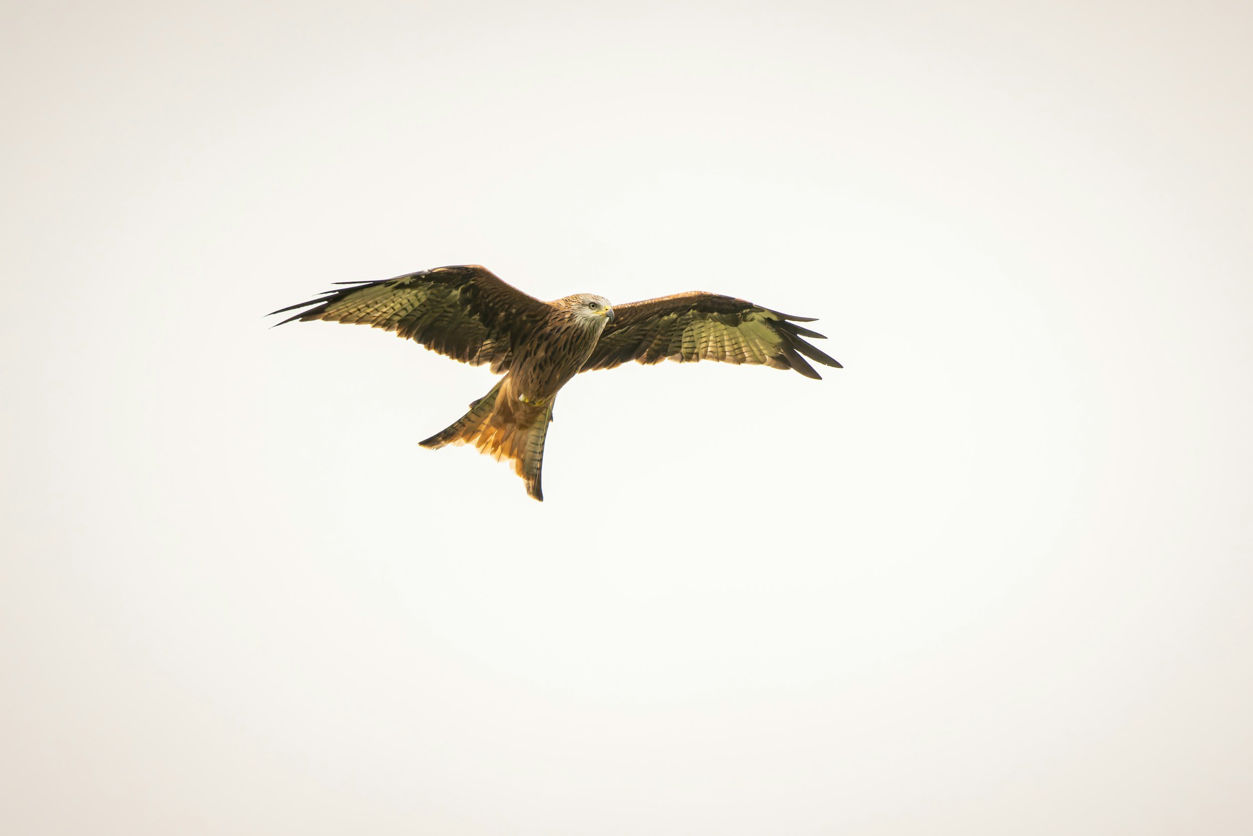 A bird of prey, possibly a hawk, soaring through a clear sky with outstretched wings.