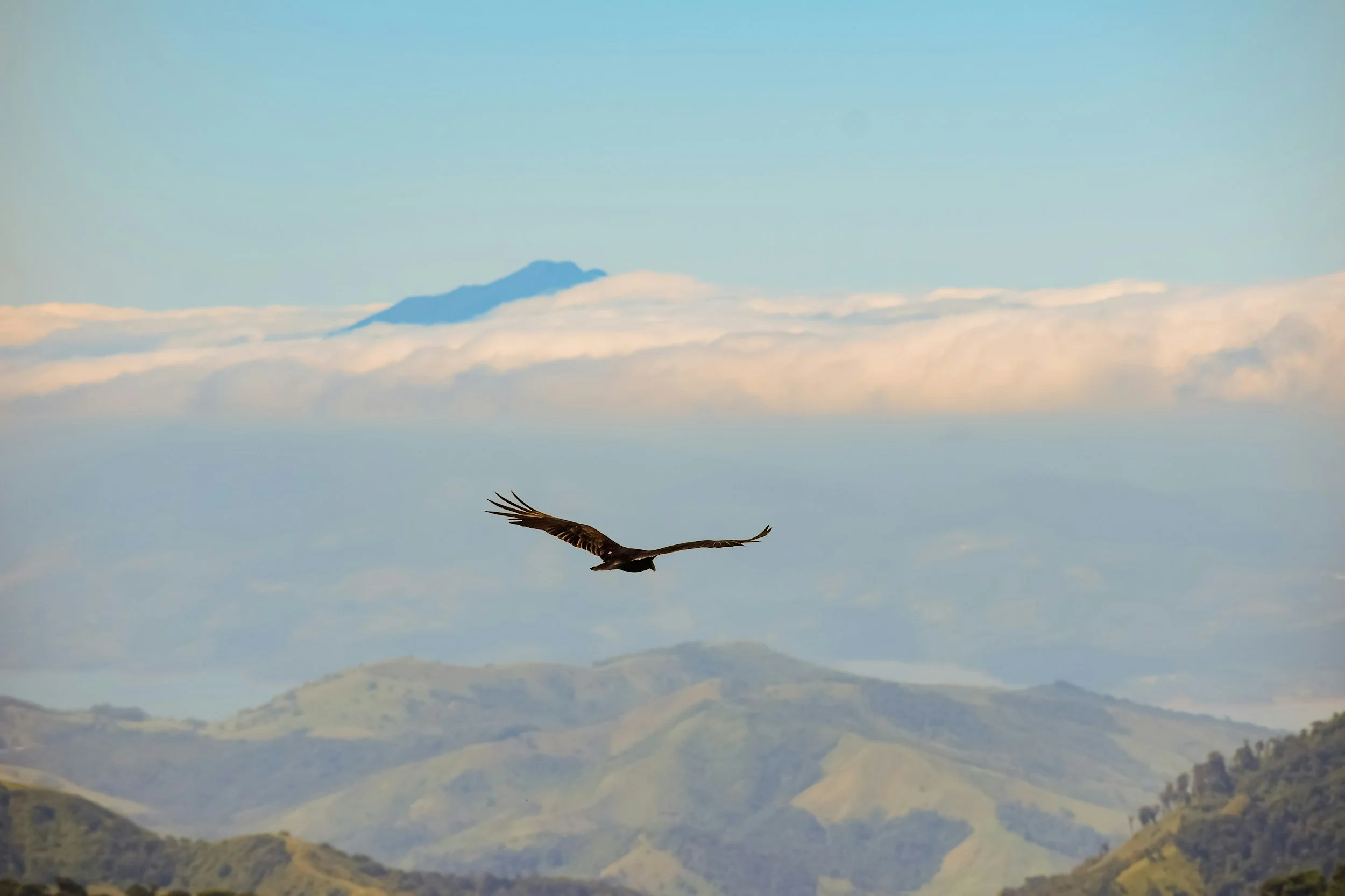 A bird flying in the sky with mountains and clouds in the background.
