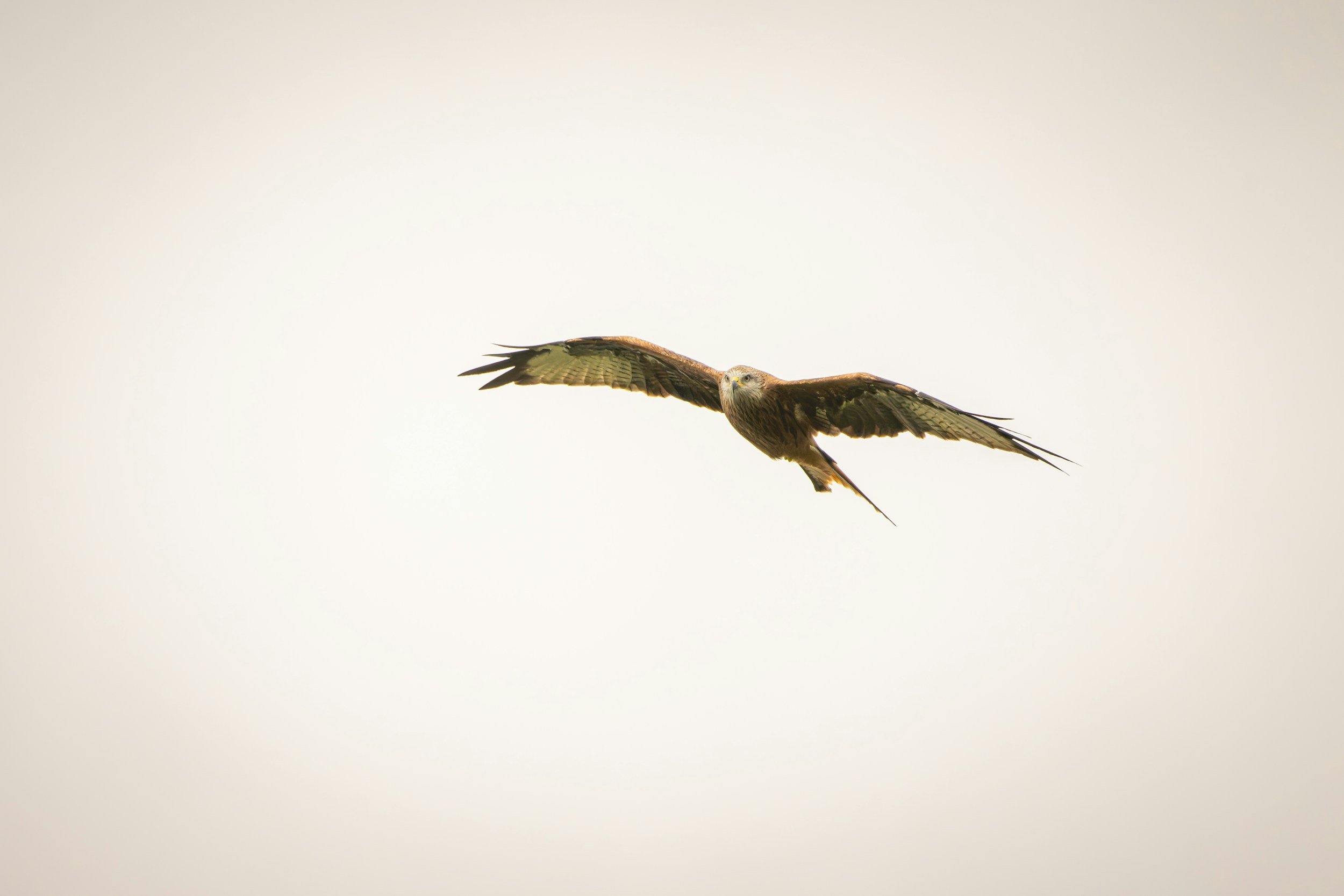 A bird of prey, possibly a hawk, flying in a mostly clear sky with a slight gradient from light to darker shades. The bird is captured mid-flight with wings spread wide.