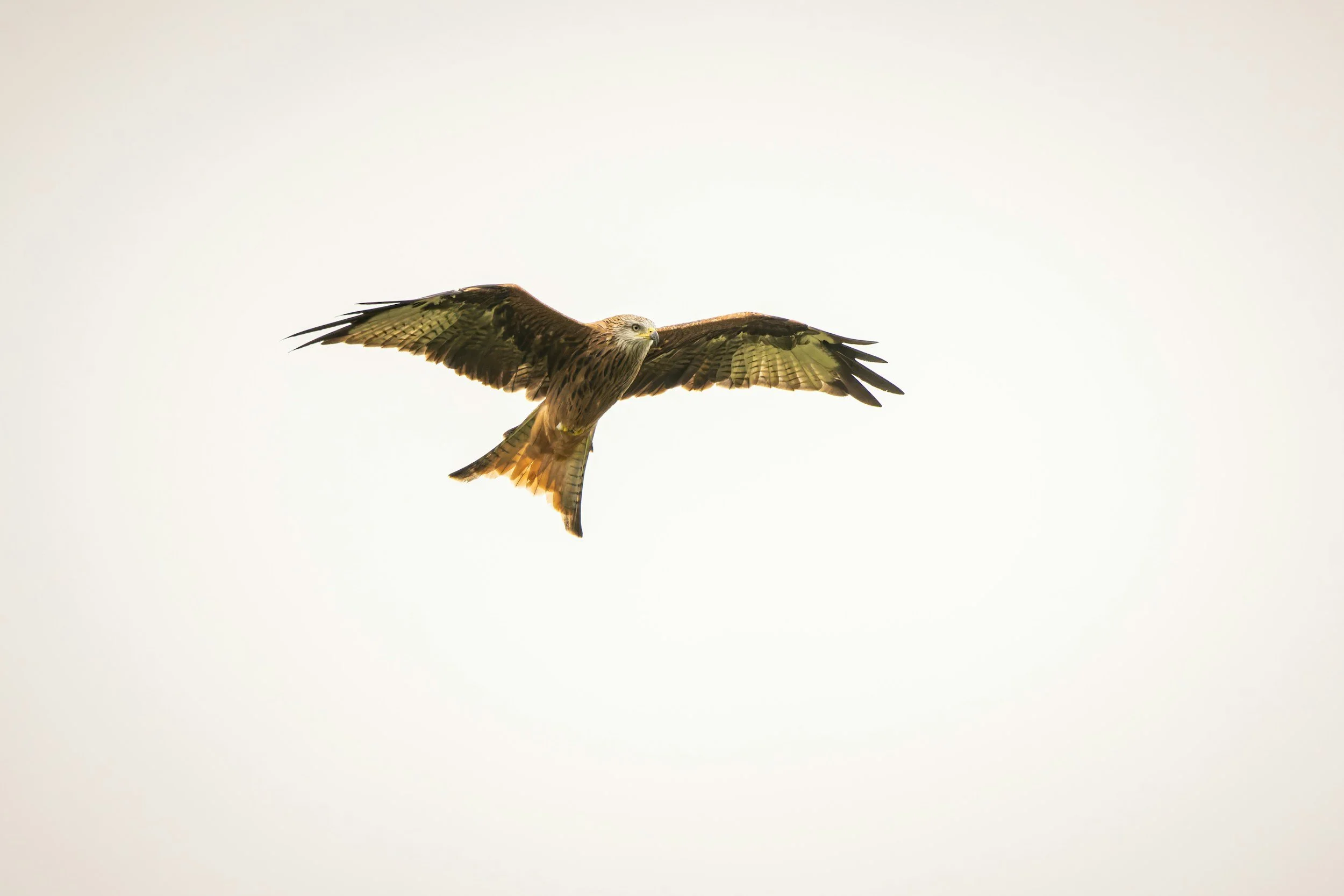 A bird of prey, possibly a hawk, flying in a sky with a light, gradient background. The bird has outstretched wings and detailed feather markings.