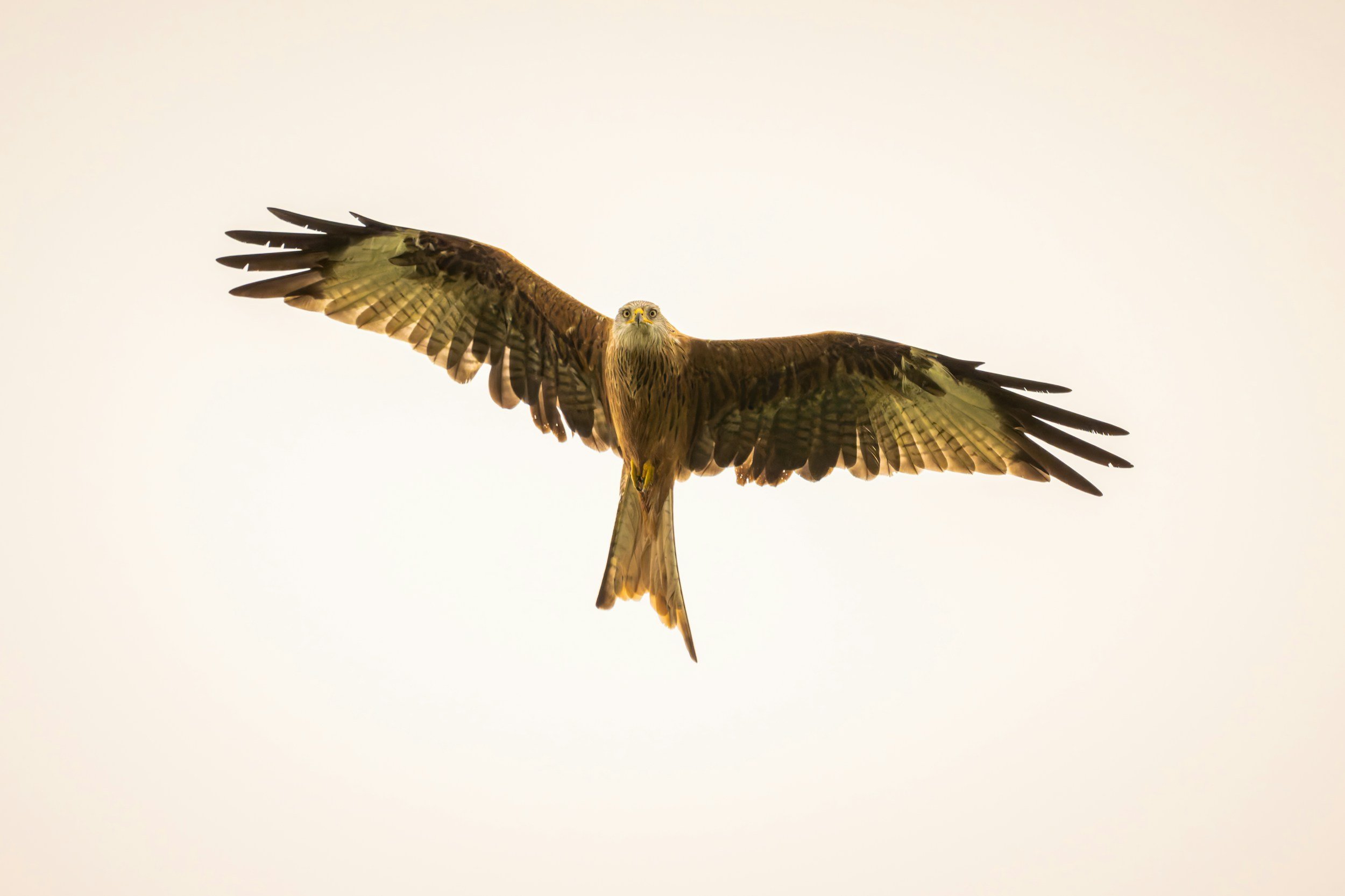 A bird of prey in flight with its wings spread wide against a pale sky.