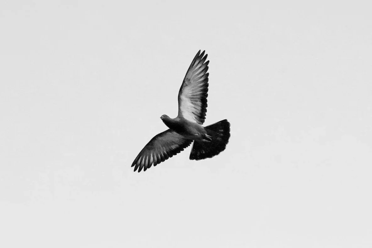 A black and white photo of a bird flying with wings spread wide against a plain sky.