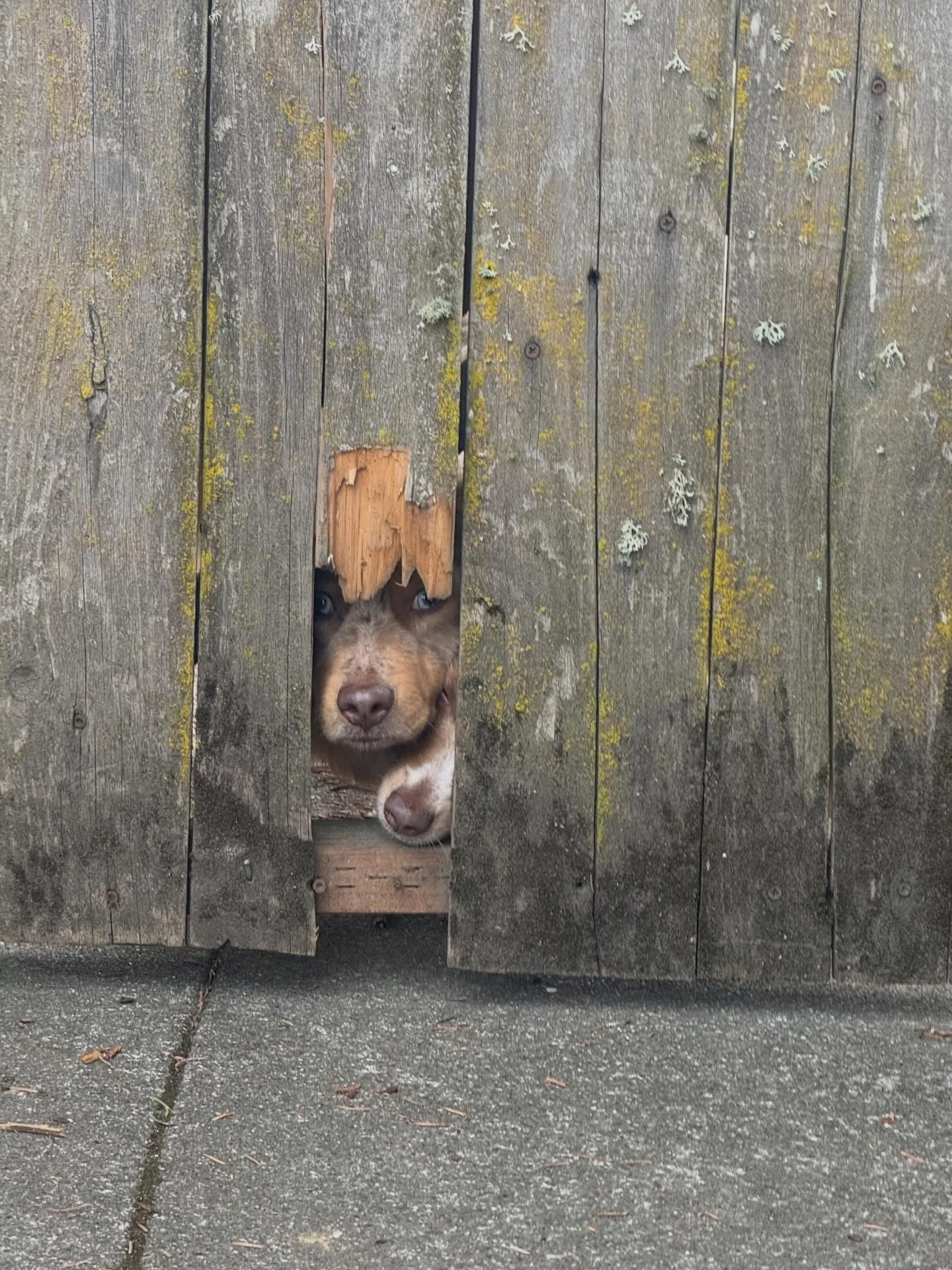 A brown dog with blue eyes peeking through a gap in a weathered wooden fence with moss and lichen growth.