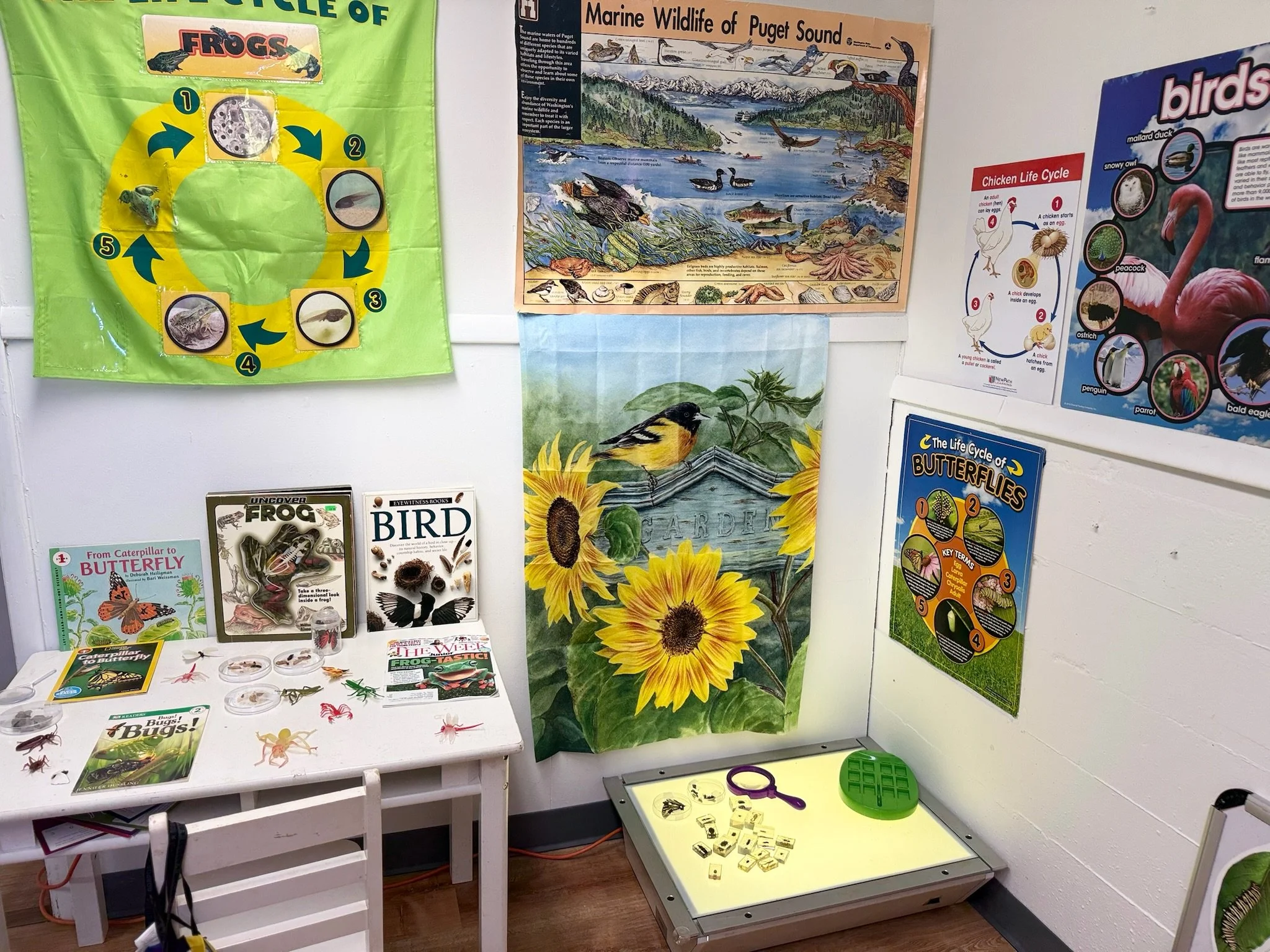 Educational display about the marine wildlife of Puget Sound, featuring illustrations of various marine animals such as whales, seals, and fish, as well as posters illustrating the life cycle of amphibians and birds, and a table with small animal models and informational books.