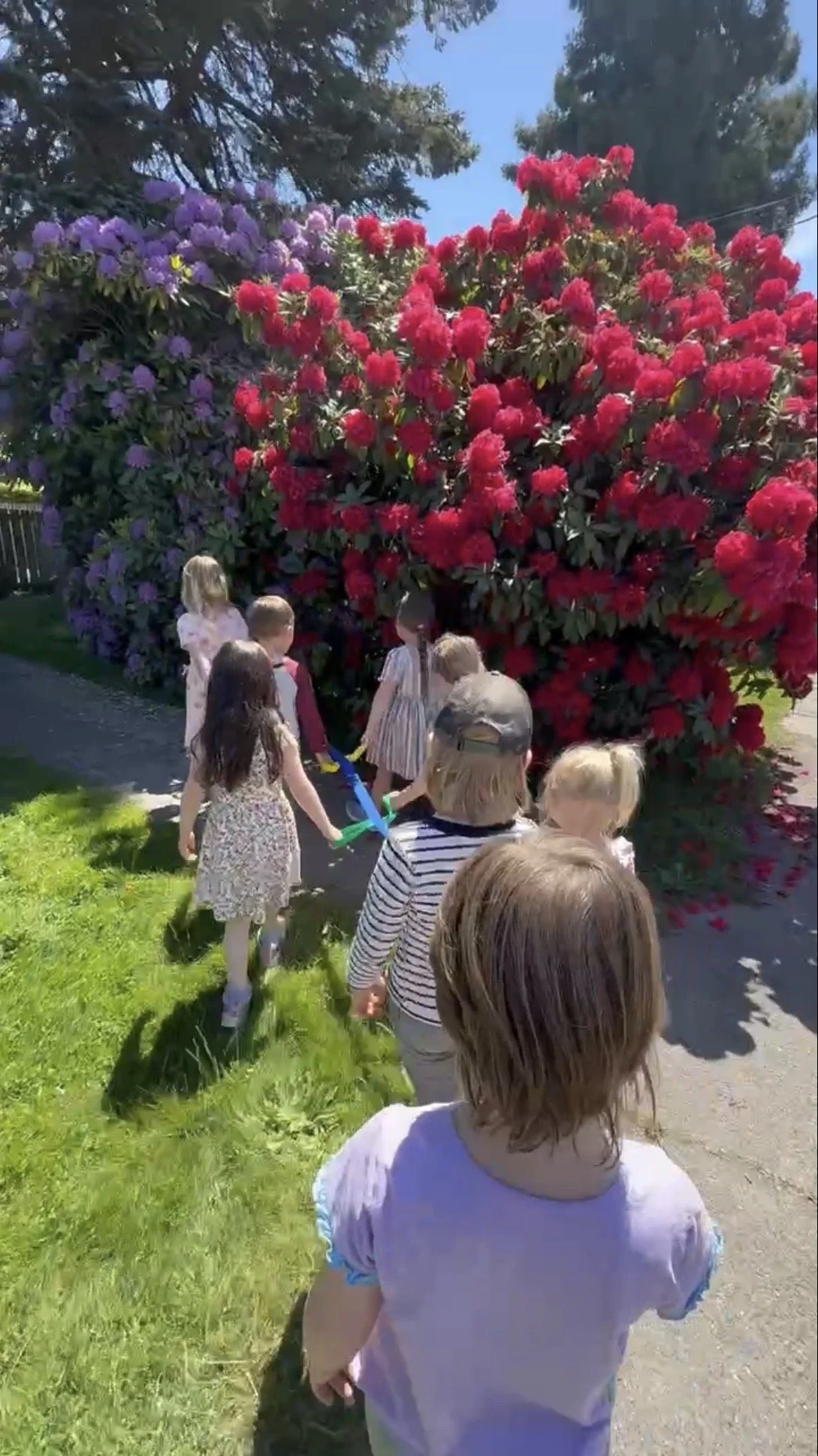 Children holding balloons and walking in a line outside near large flowering bushes with purple and red blossoms on a sunny day.