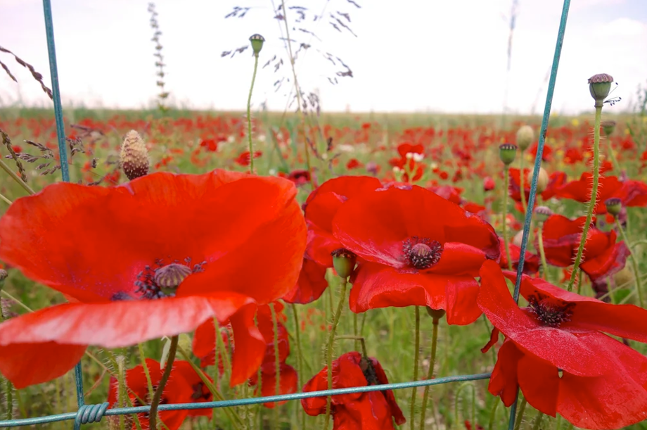 Accessible ANZAC Day Memorials on the Gold Coast: Honouring with Inclusion.