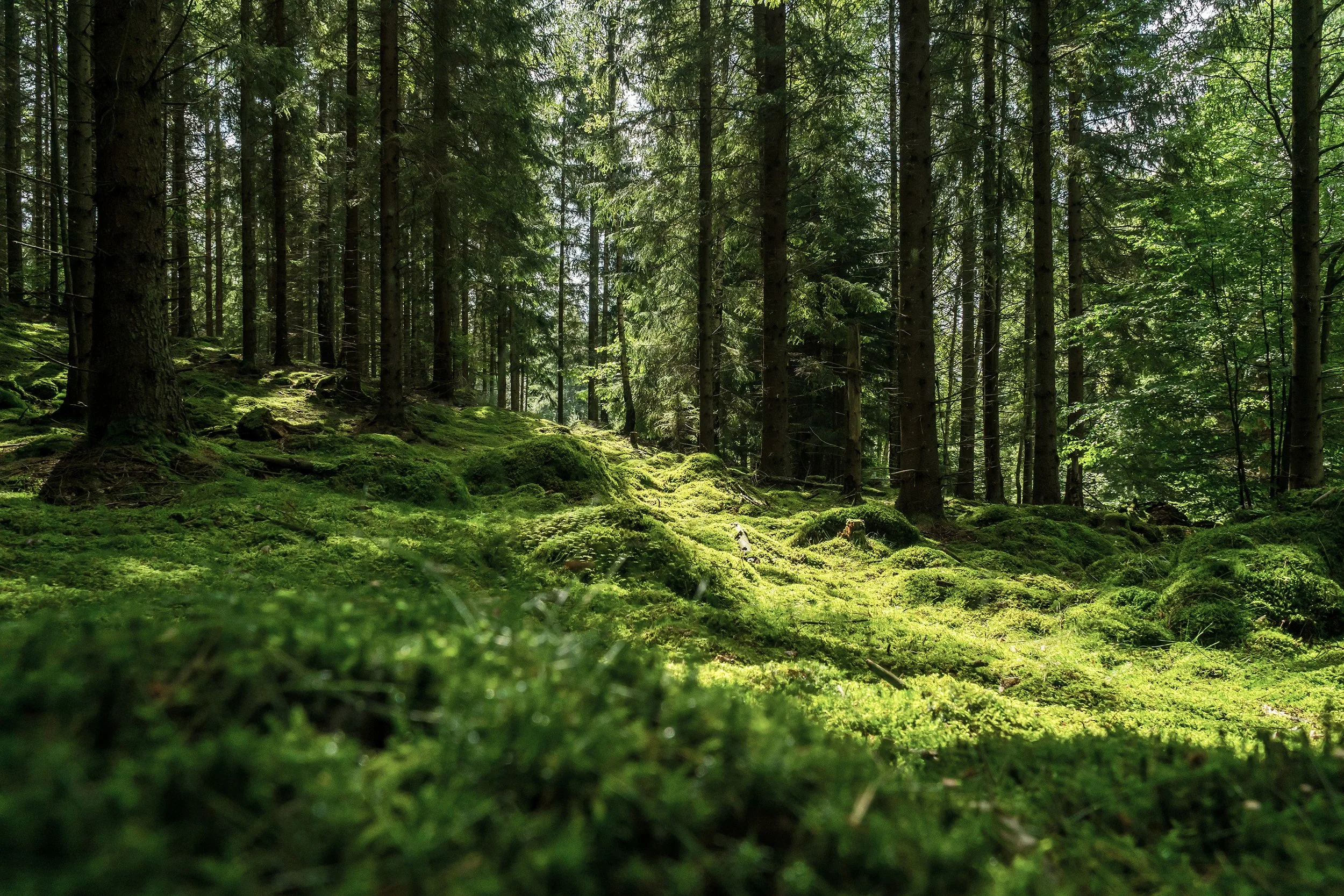 Ein grüner Wald mit hohen Bäumen und Moosbedecktem Boden