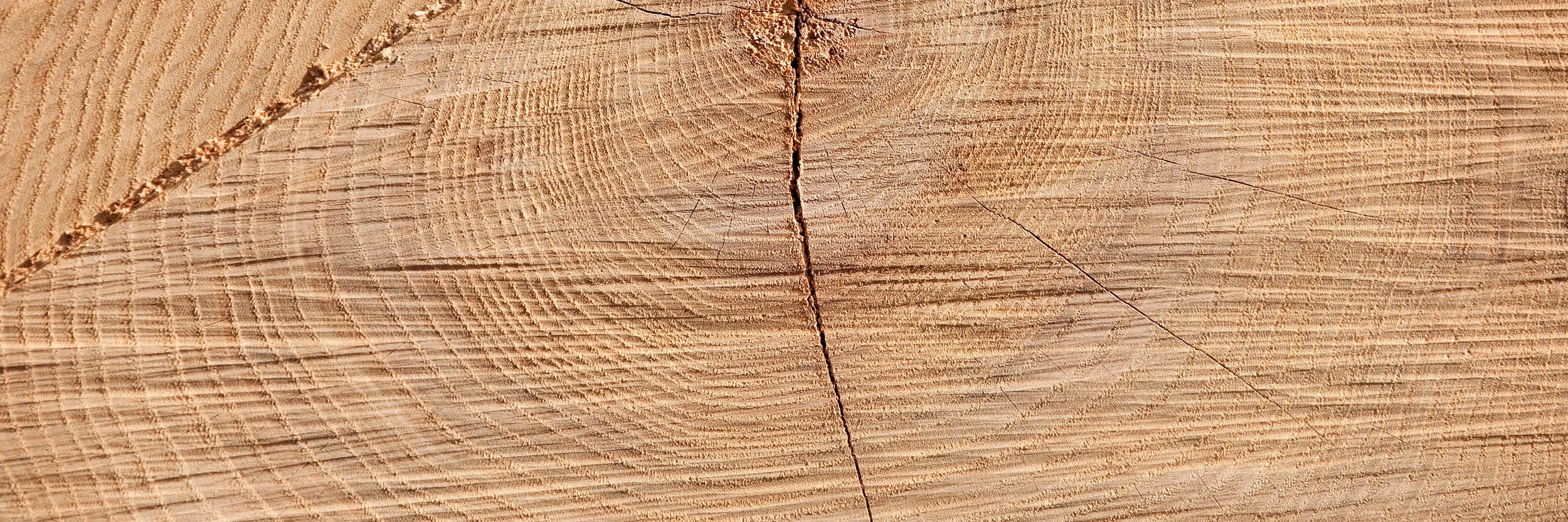 Nahaufnahme einer Holzscheibe mit sichtbaren Jahresringen und einer Vertikalkracke.