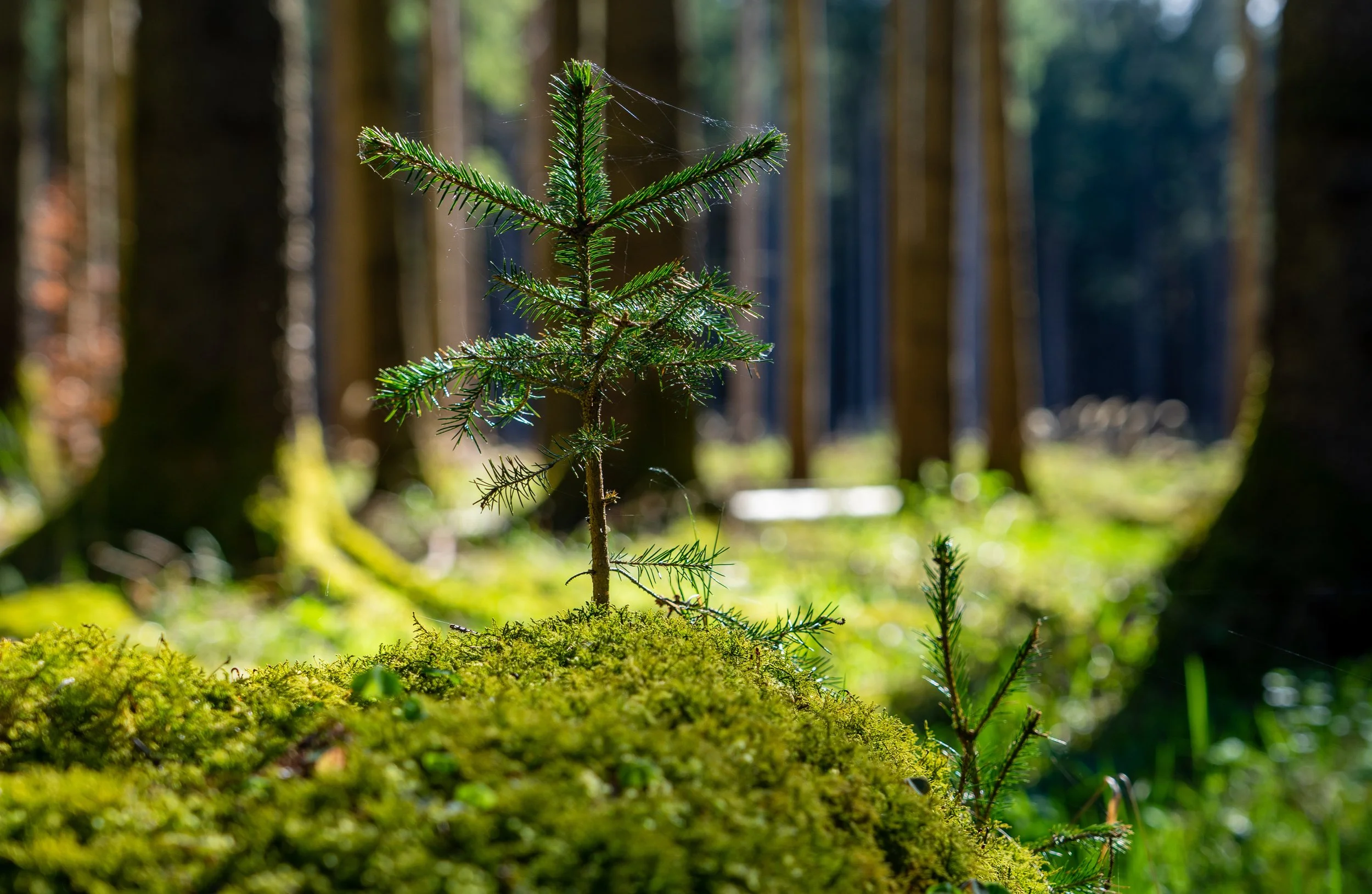 Kleiner Tannenzweig mit Spinnweben in einem grünen Wald mit Baumen im Hintergrund.