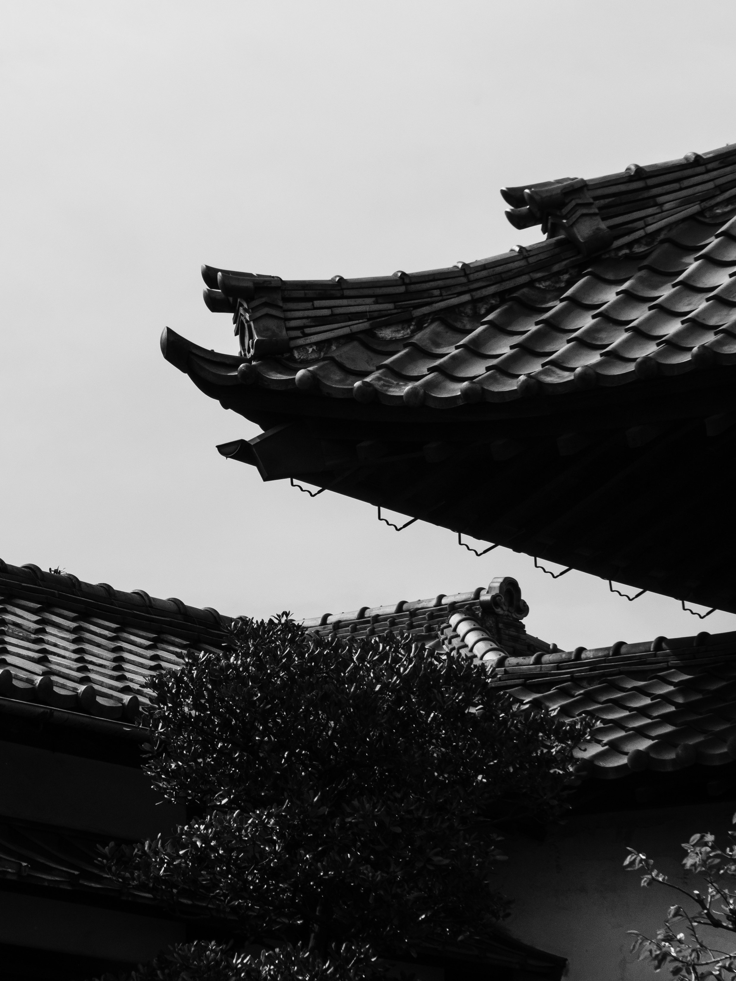 _1032003_1.JPG