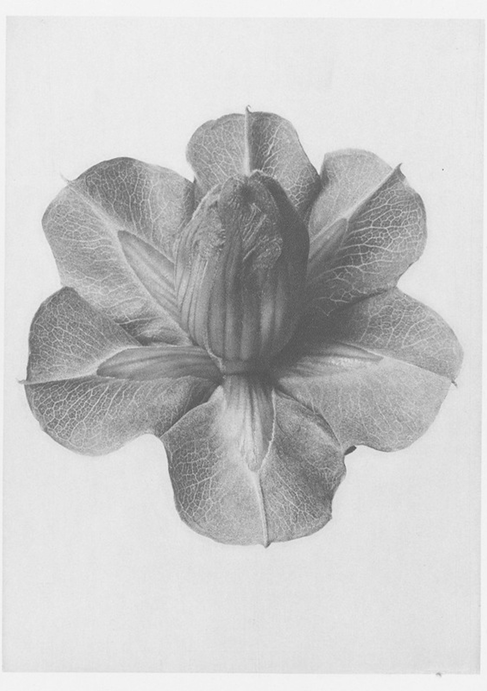 Black and white photograph of a hollyhock flower with detailed veined petals.