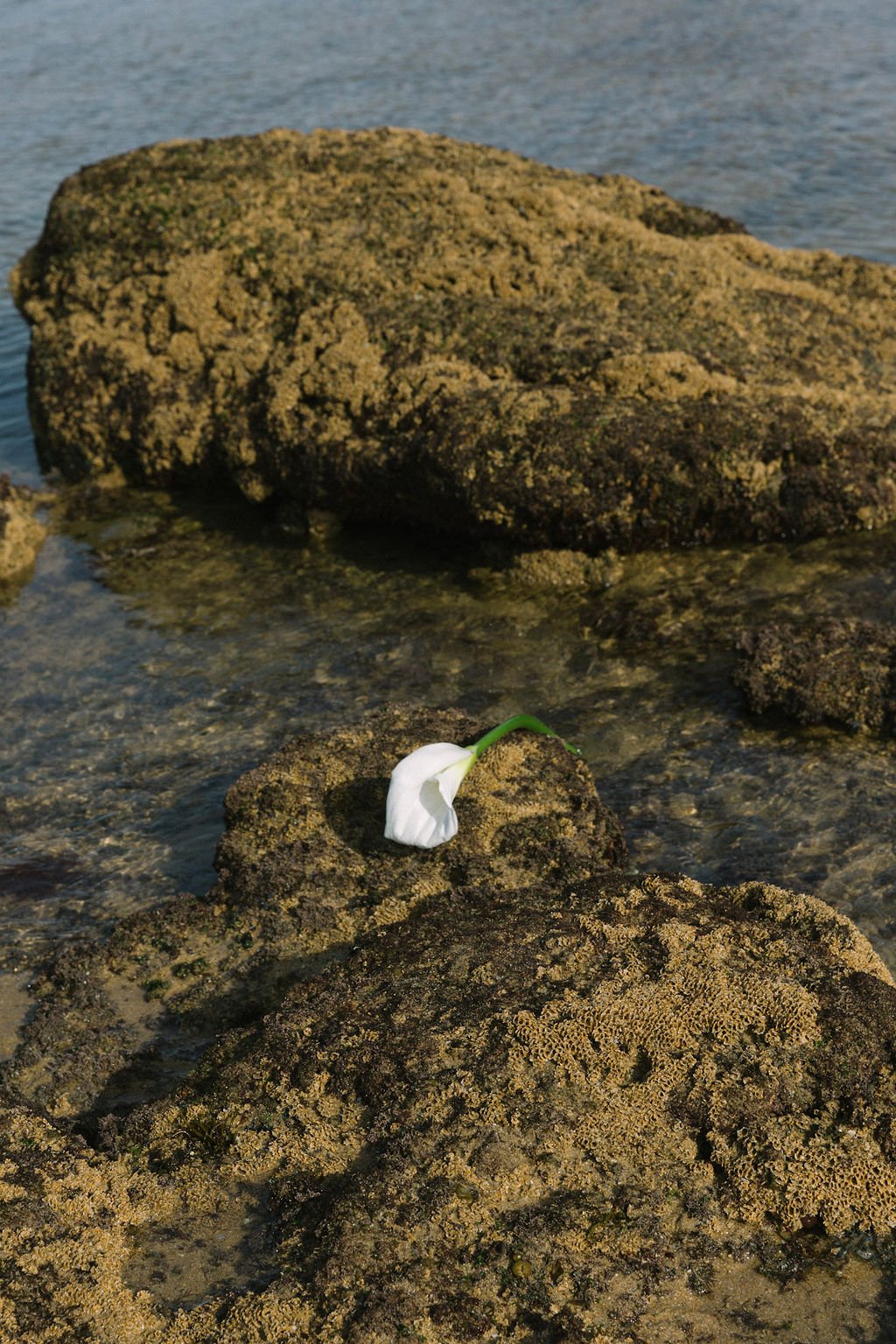 A white flower resting on a large rock in shallow water near the shoreline, surrounded by other rocks.