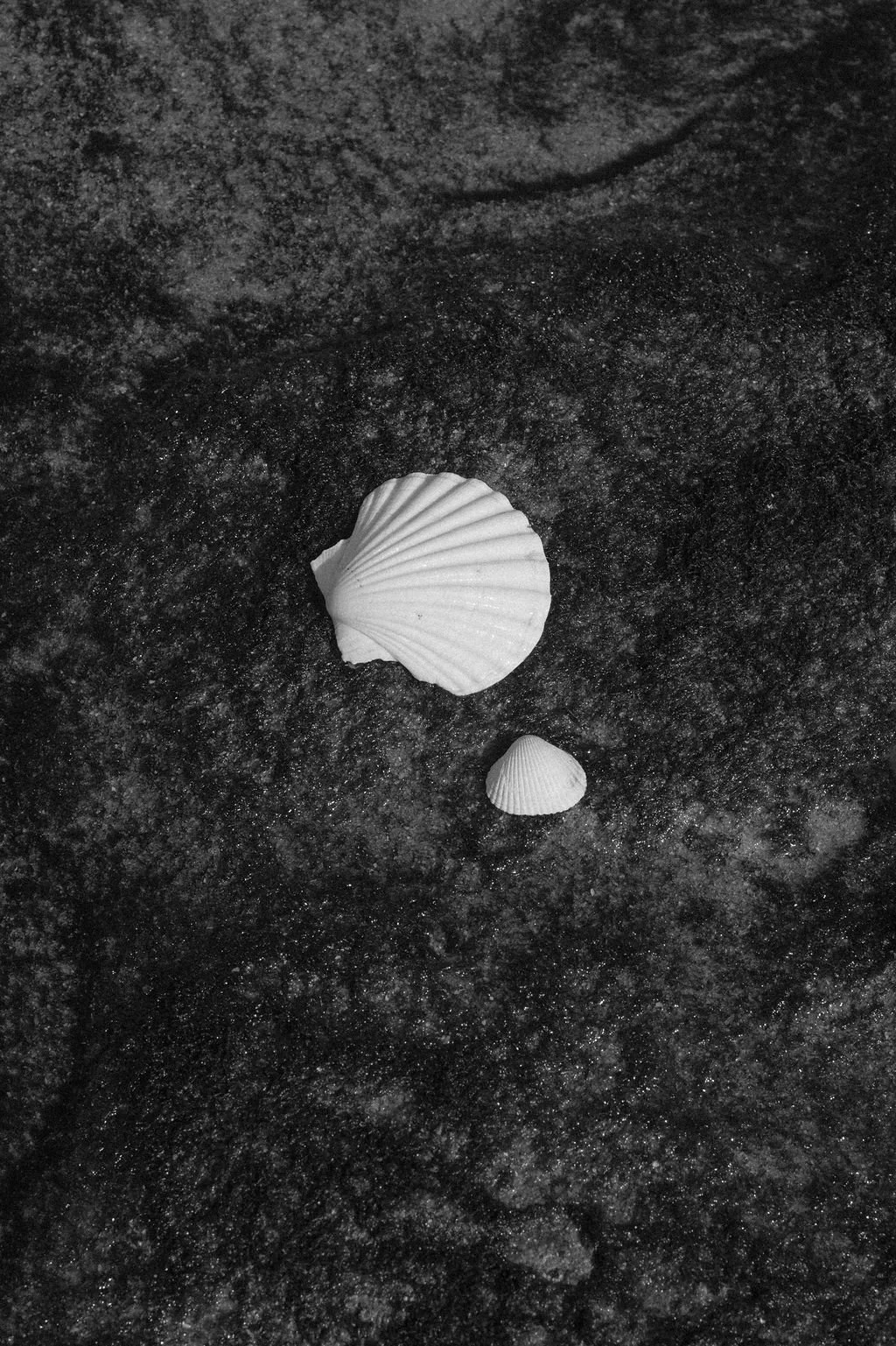 Two seashells on dark sand, one larger and one smaller, in black and white.