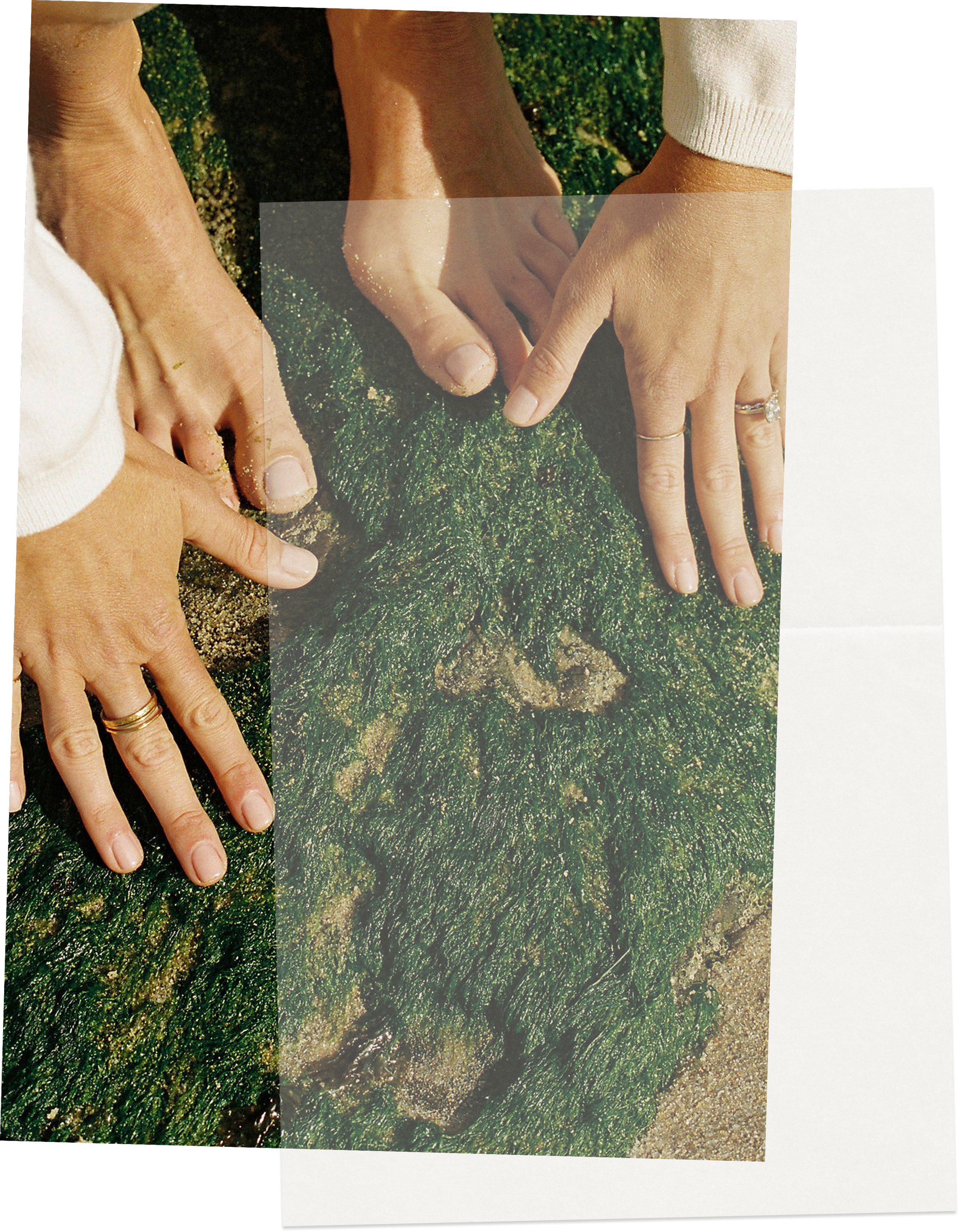 Multiple hands with rings and wedding bands touching a green moss-covered surface at the beach.