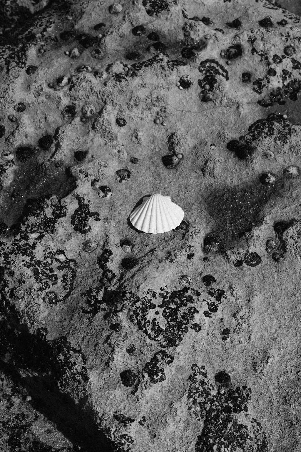 A single seashell on a rough, textured rocky surface with small dark rocks scattered around.