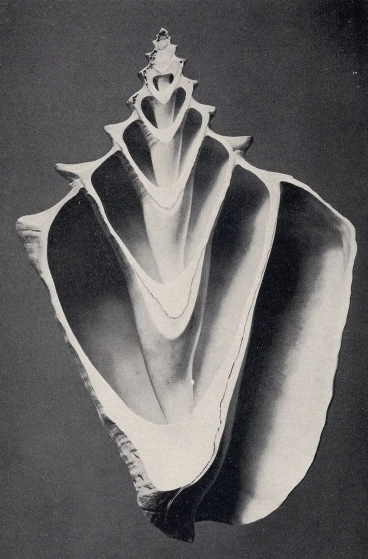 Une coquille d'escargot vue en coupe transversale, en noir et blanc.