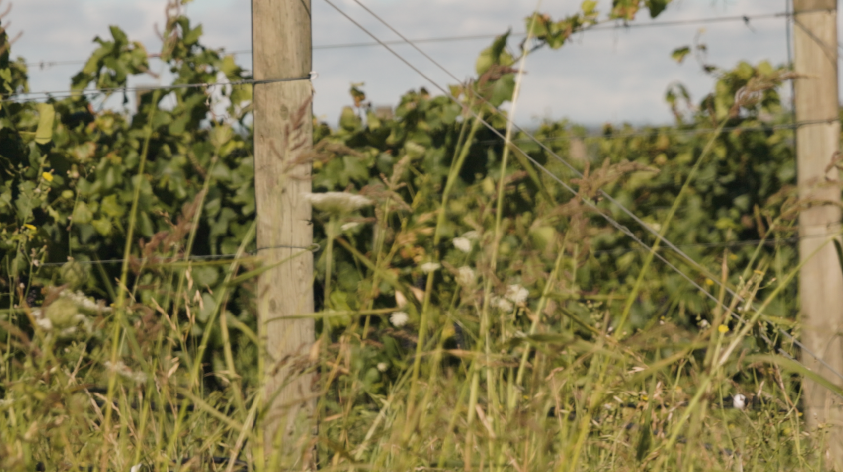 Screenshot 2024-06-07 at 9.01.15 am.png