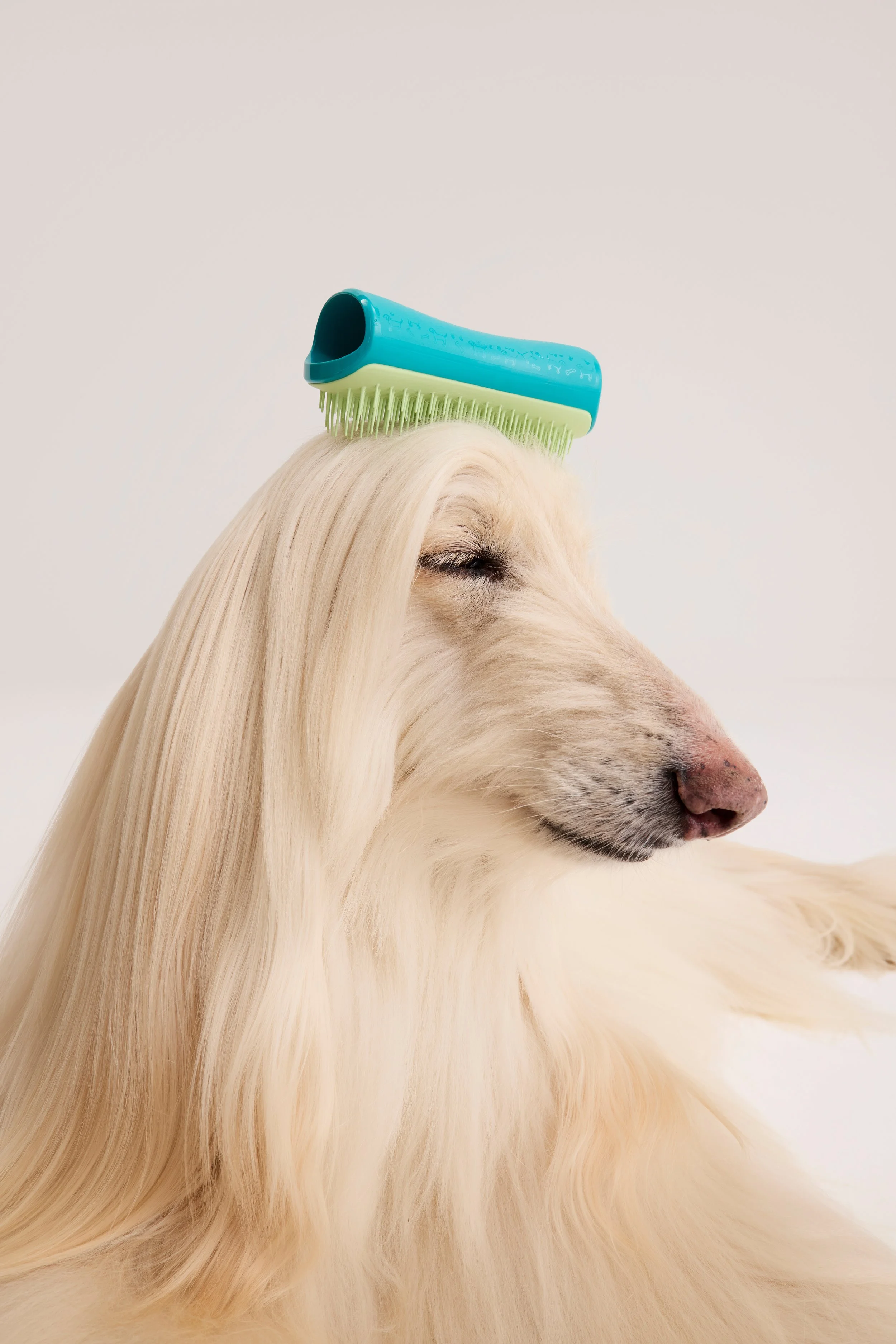 A close-up of a golden retriever with long, flowing blonde hair, with a blue pet grooming brush placed on its head against a plain white background.
