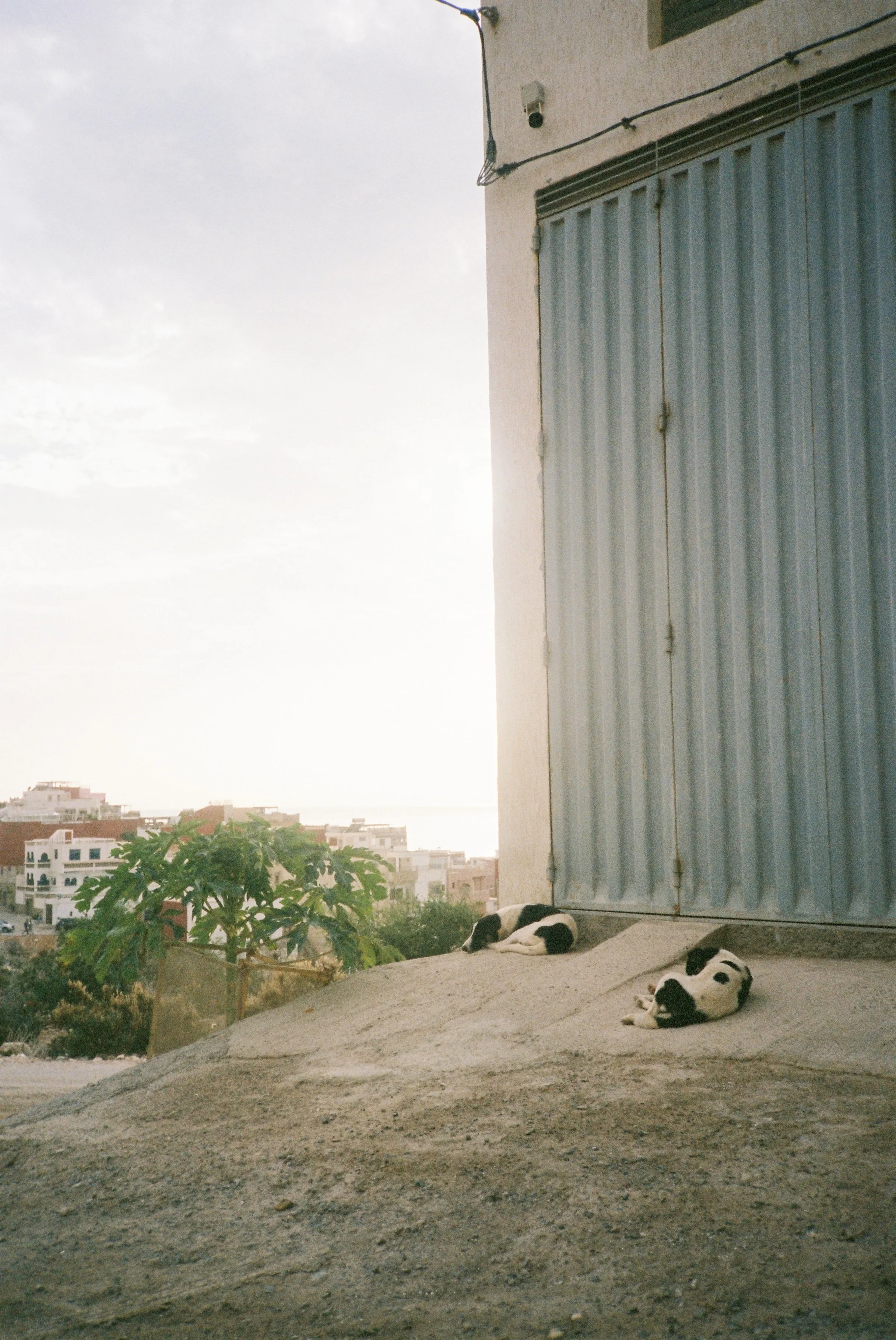 Three black and white dogs resting on a concrete surface near a metal door, with a view of a cityscape in the background and a cloudy sky.