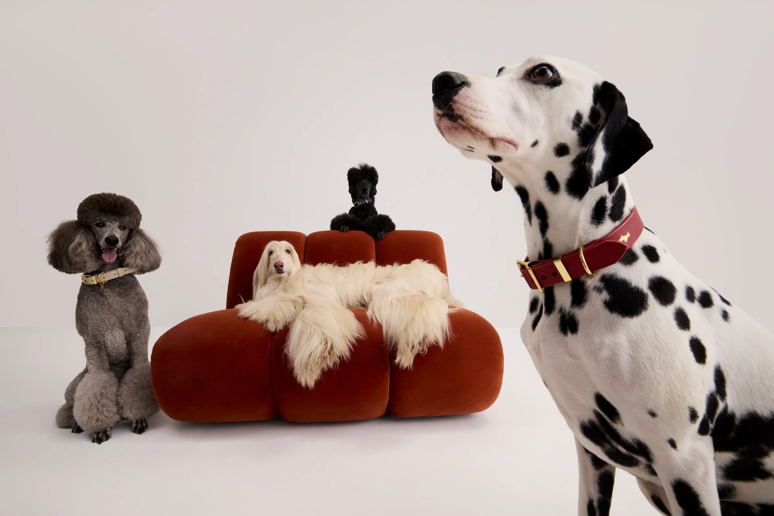 dogs of various breeds and sizes gathered around a red-orange couch, with one Dalmatian in the foreground, a poodle to the left, a cream-colored retriever lying on the couch, a small black dog on the back of the couch, against a plain white backgroun