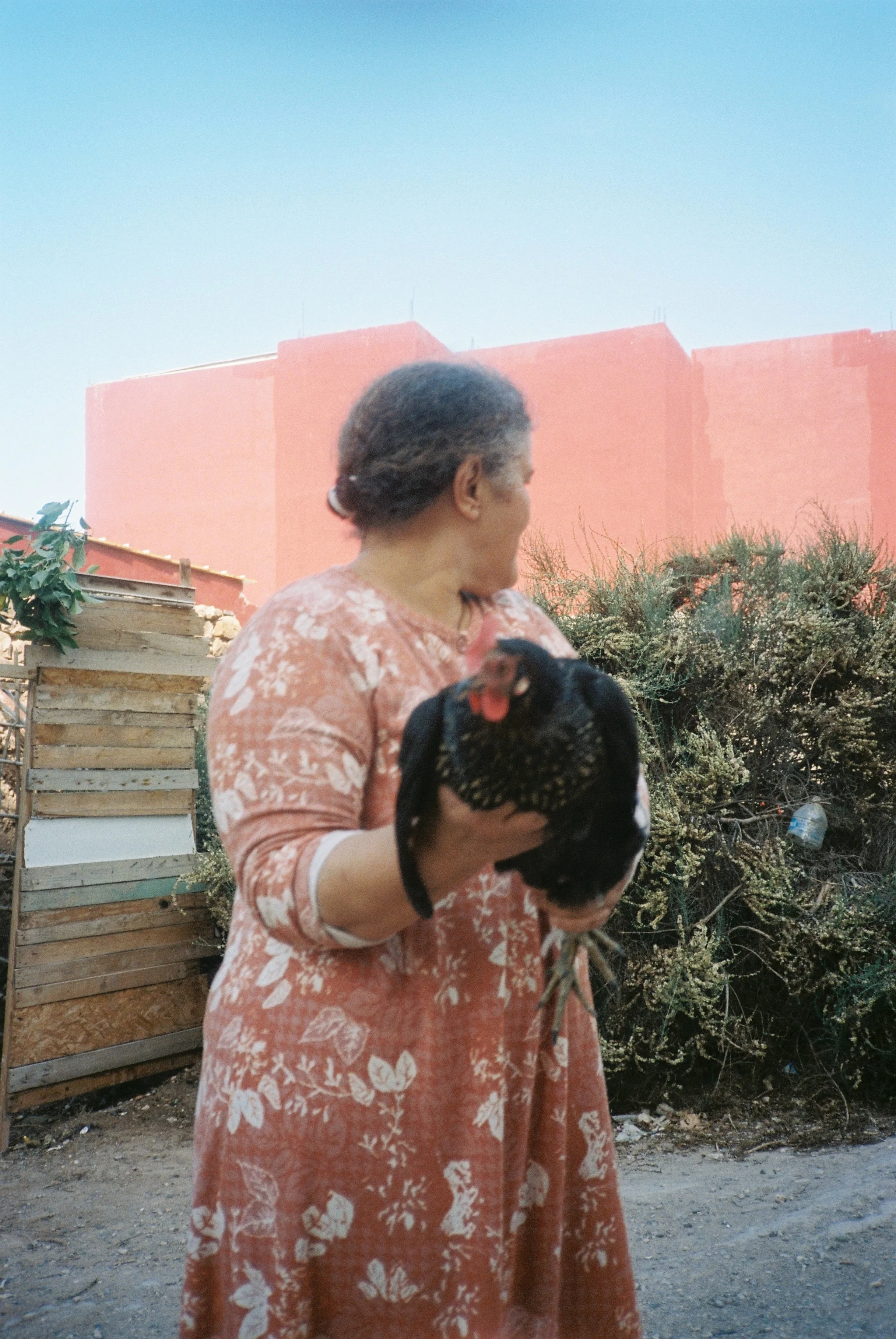 An older woman wearing a peach-colored floral dress holding a black chicken in an outdoor setting with a pink building and greenery in the background.