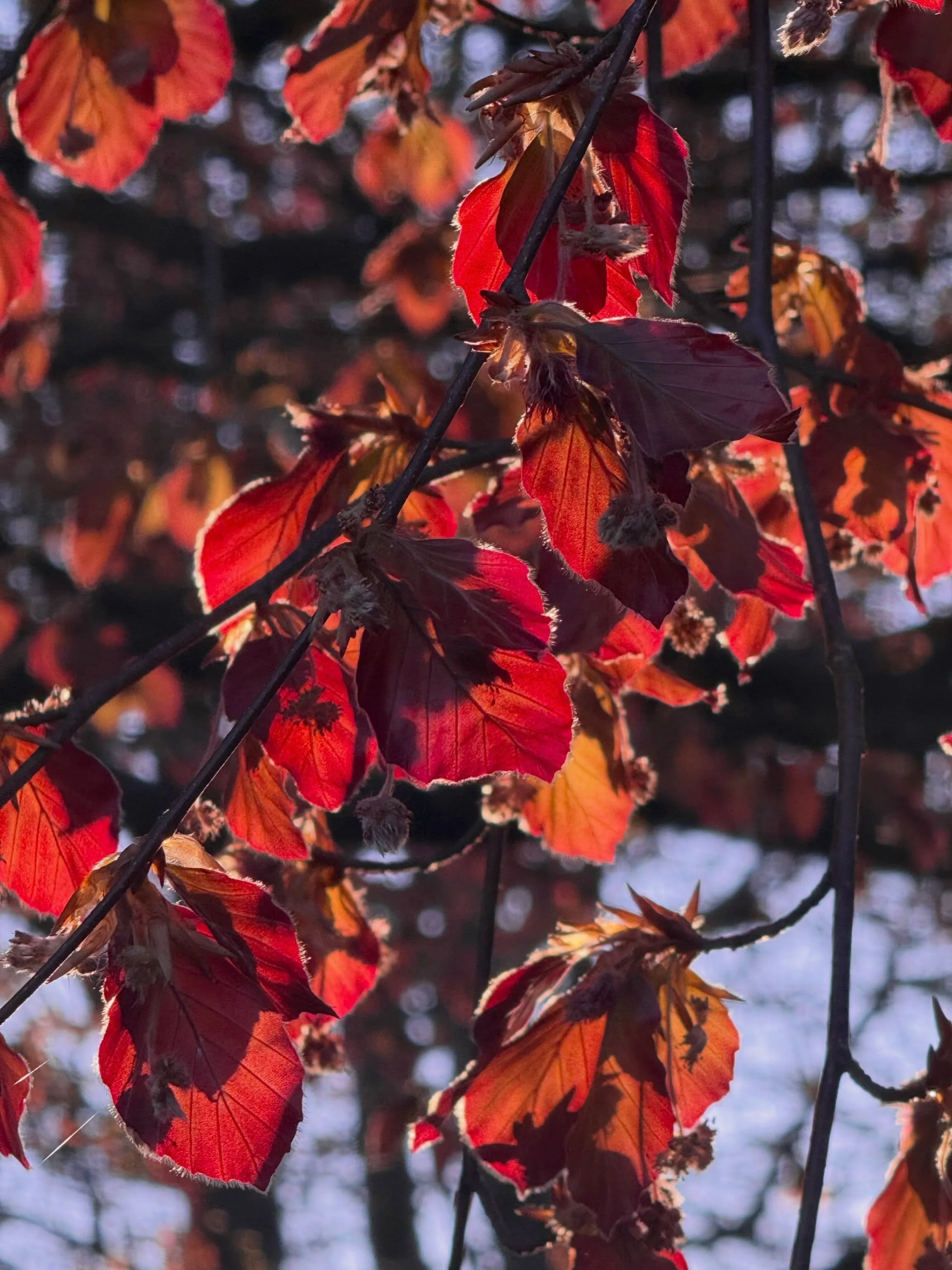 Where does our estate colour come from? It&rsquo;s based on the leaves of our grandest tree; a magnificent copper beech. At least 100 years old, it&rsquo;s currently sporting its spring colour which is a bit more orange in tone (which you&rsquo;ll se