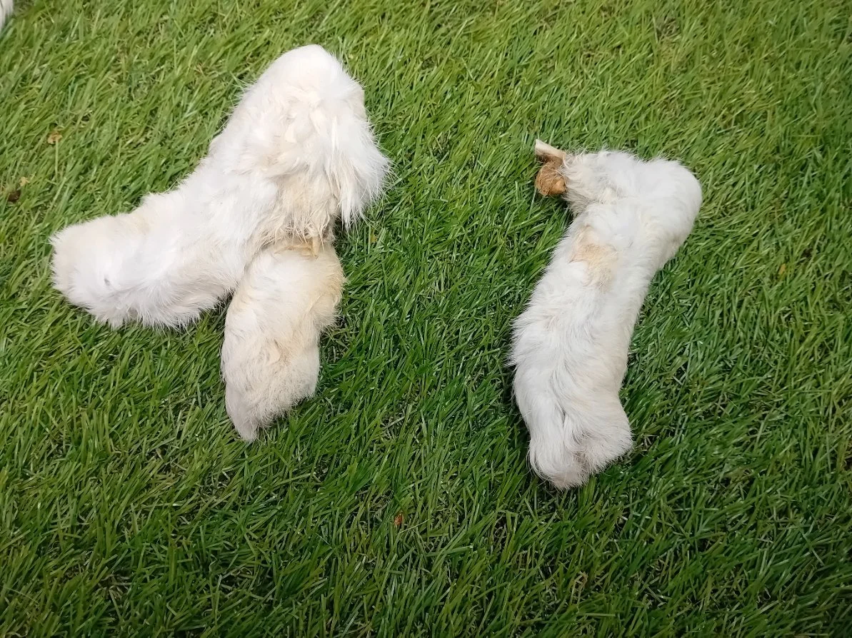 Rabbits Feet