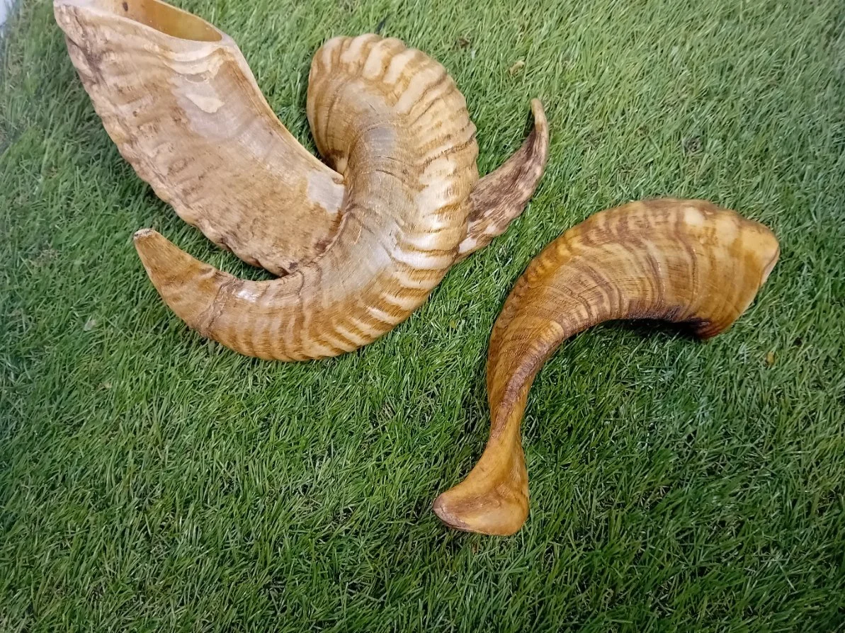 Sheep Horn