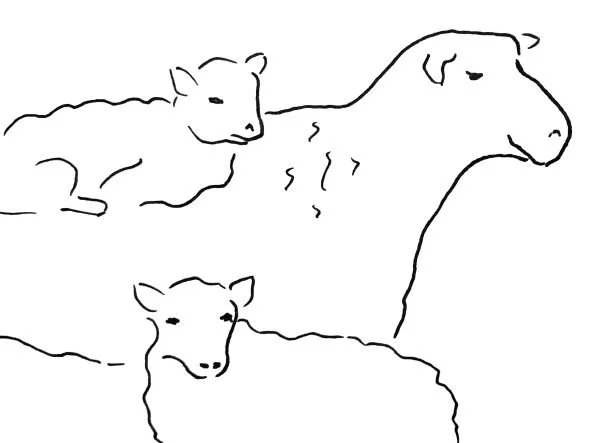 Piirros kolmesta lampaasta.